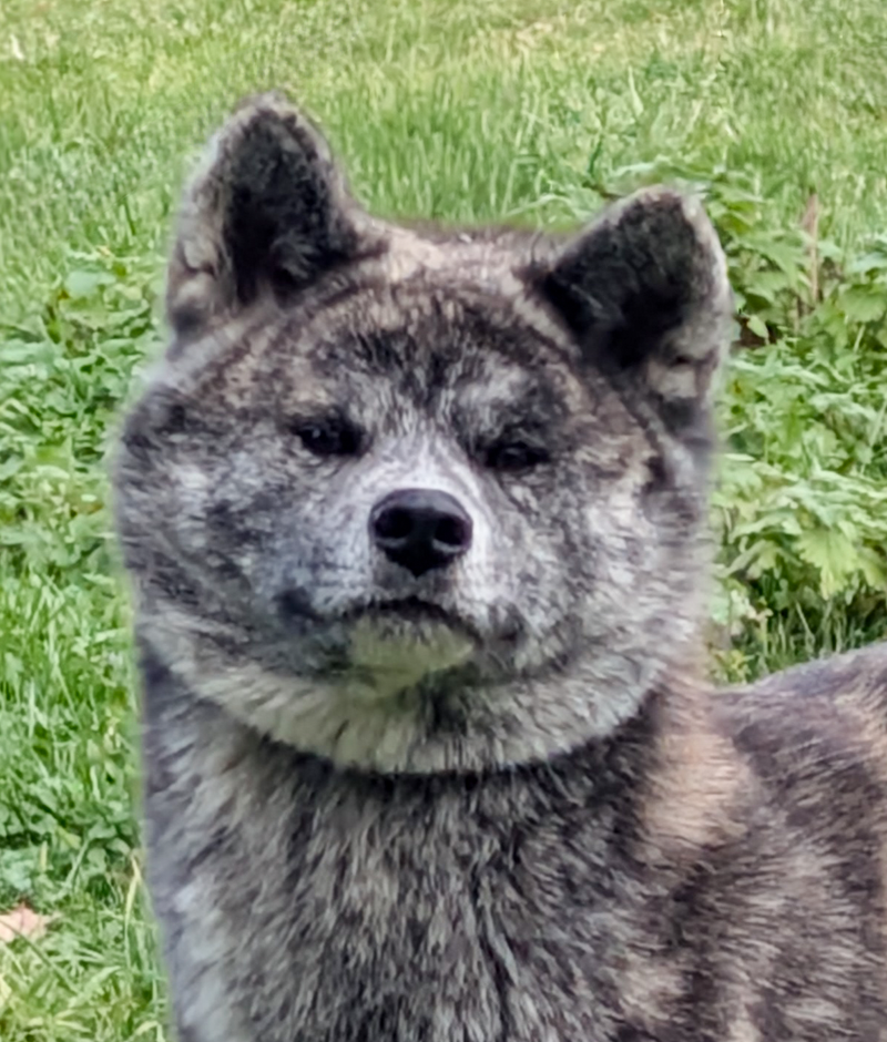 Regard doux Akita Inu femelle - Chifumi Imperial Sun - Caractère équilibré