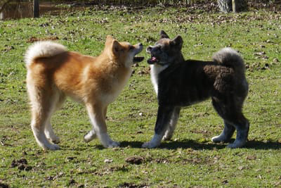 2 chiots akita inu, un roux et un bringé, interagissent en extérieur, par akita imperial