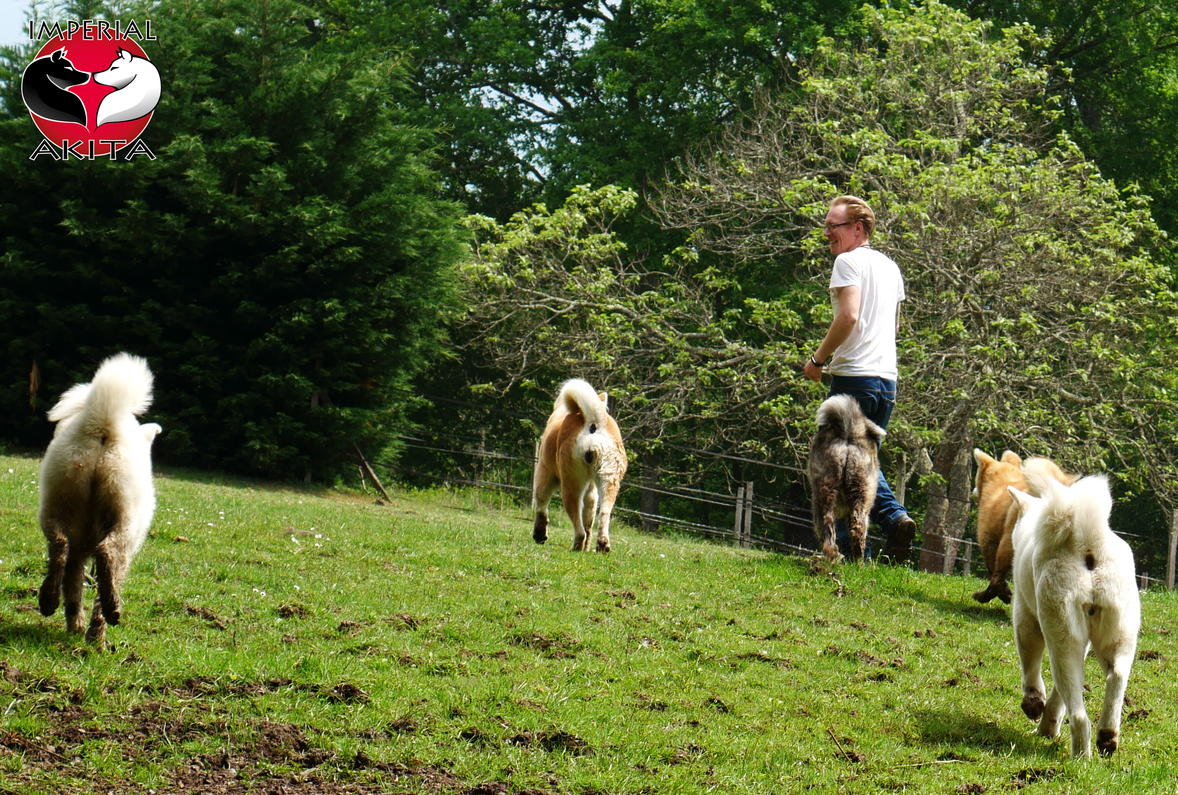 Une meute d'Akita Inu en liberté avec leur éleveur, selon la méthode Tai Sabaki, par Akita Imperial
