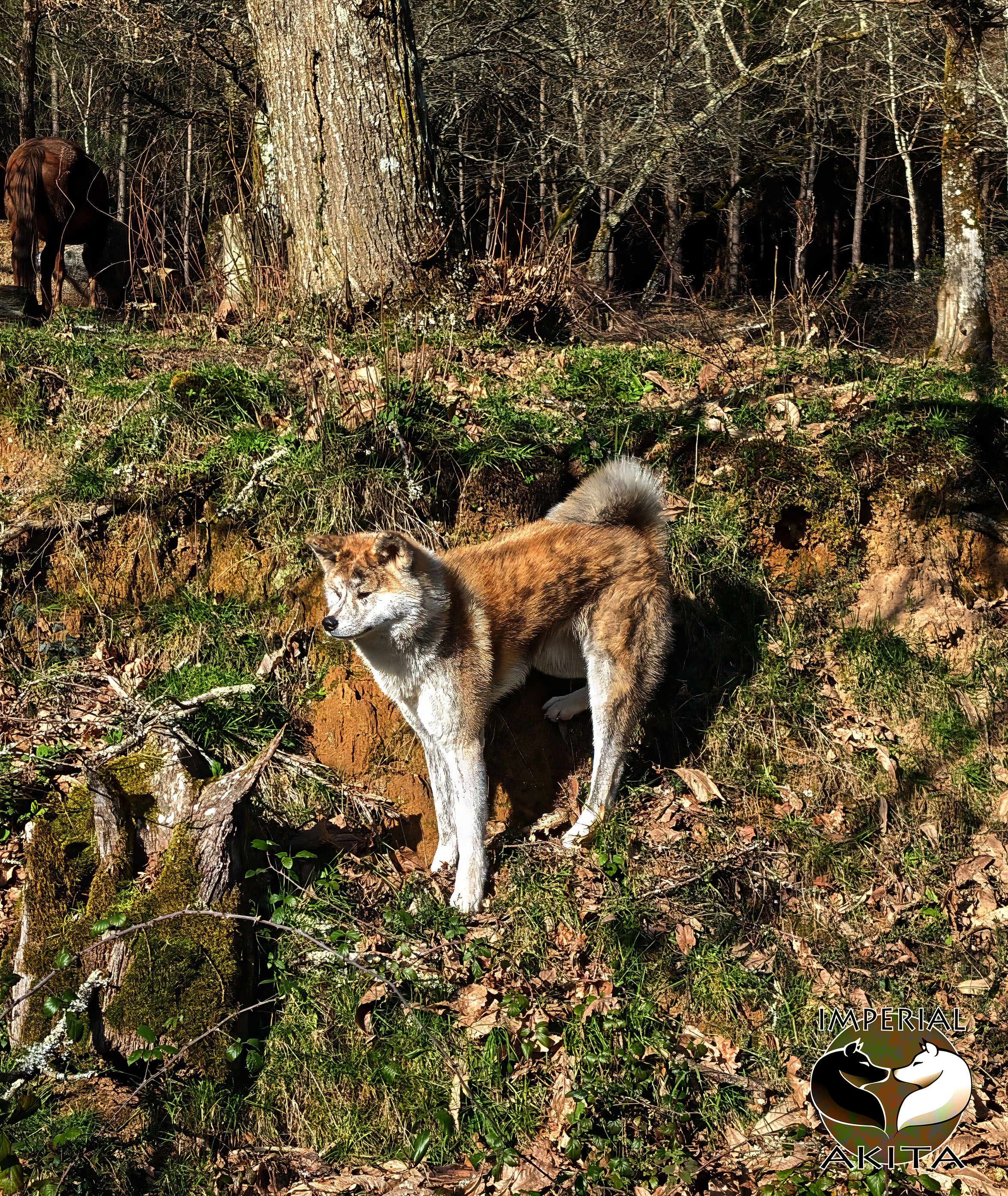 Femelle Akita Inu sur un talus, un cheval en arrière plan par une belle journée d'automne, par akita imperial