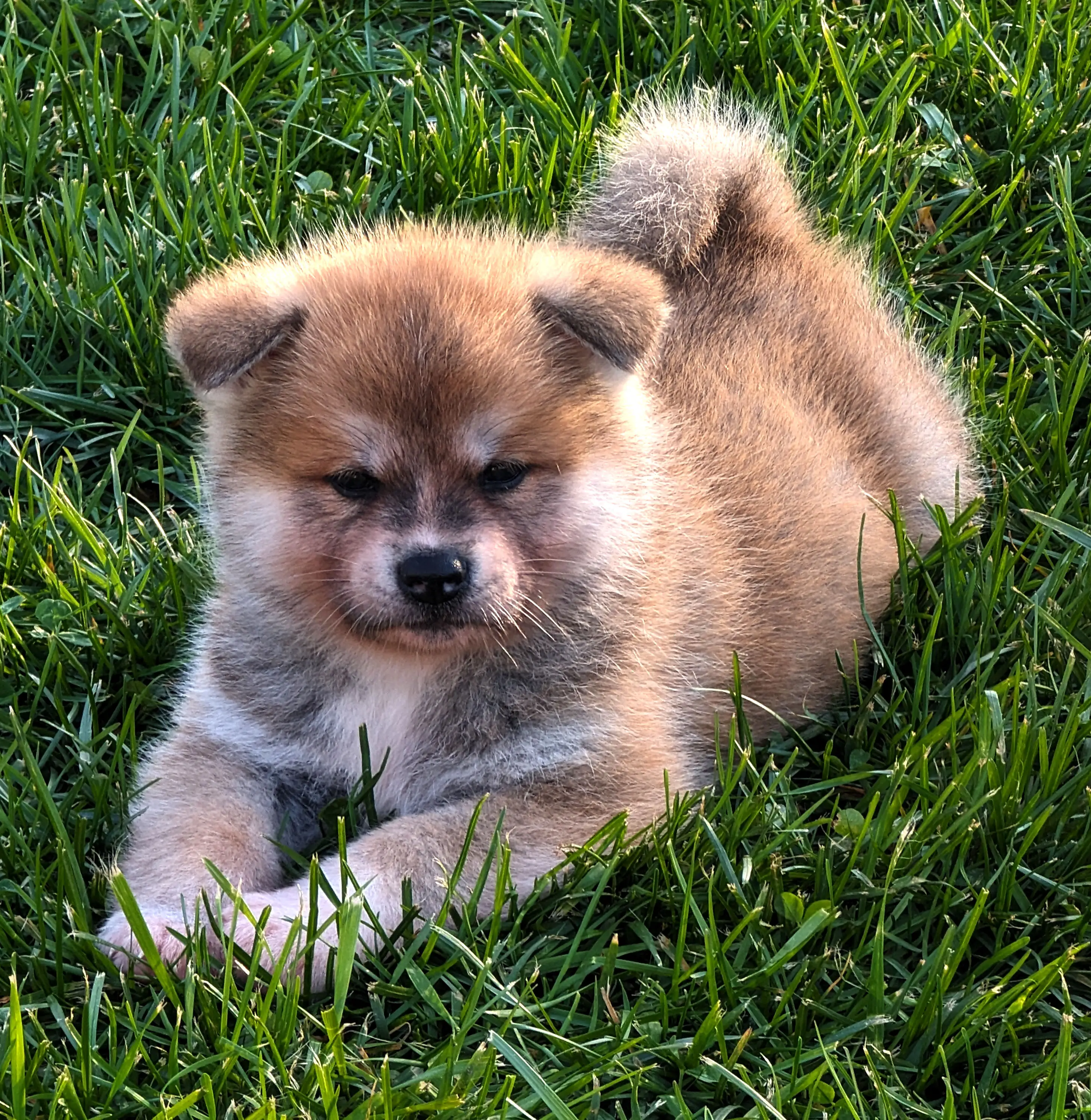 chiot akita inu roux couché dans l'herbe, golden hour, par akita imperial