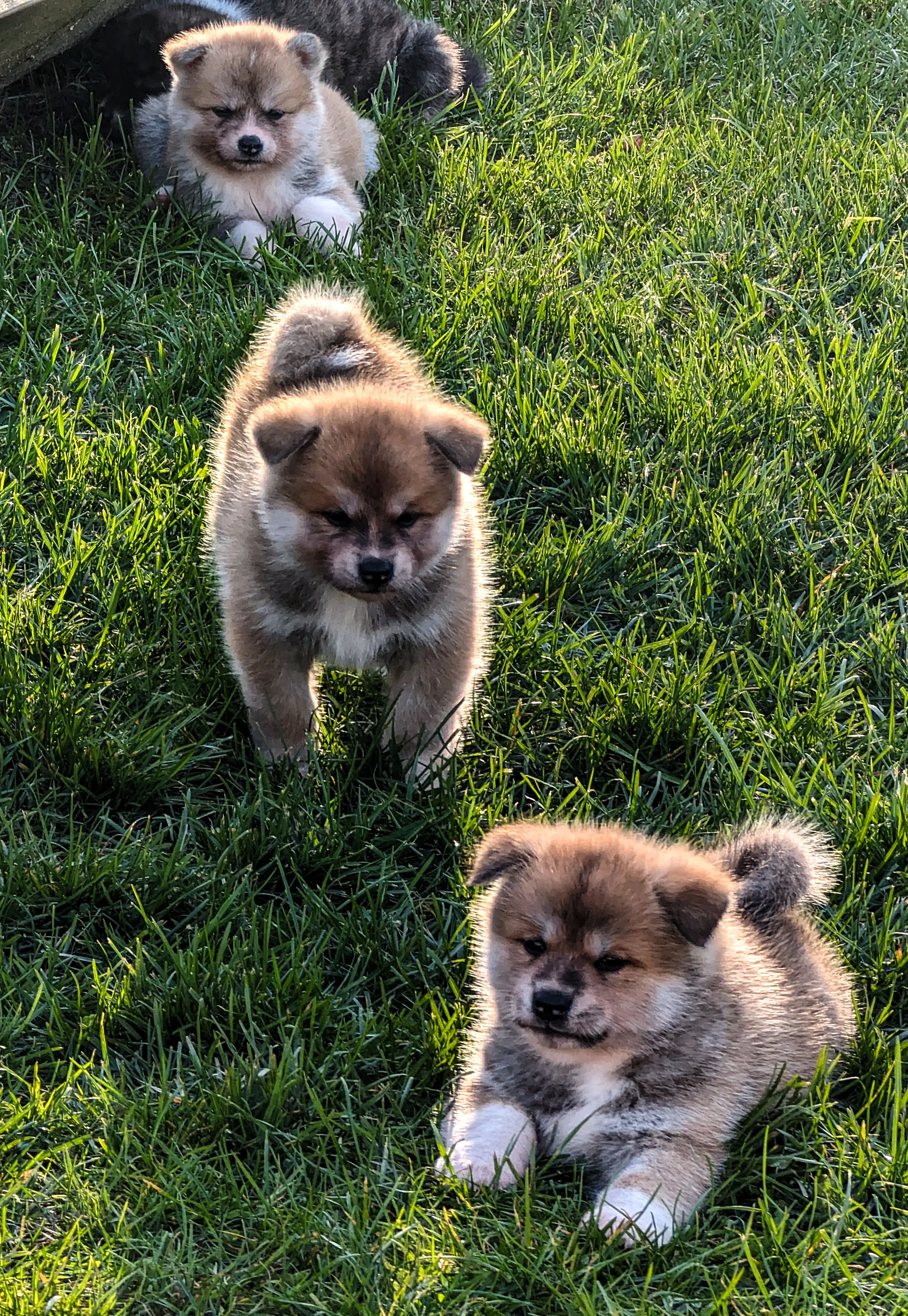 trois chiots akita inu couchés dans l'herbe, golden hour, par akita imperial