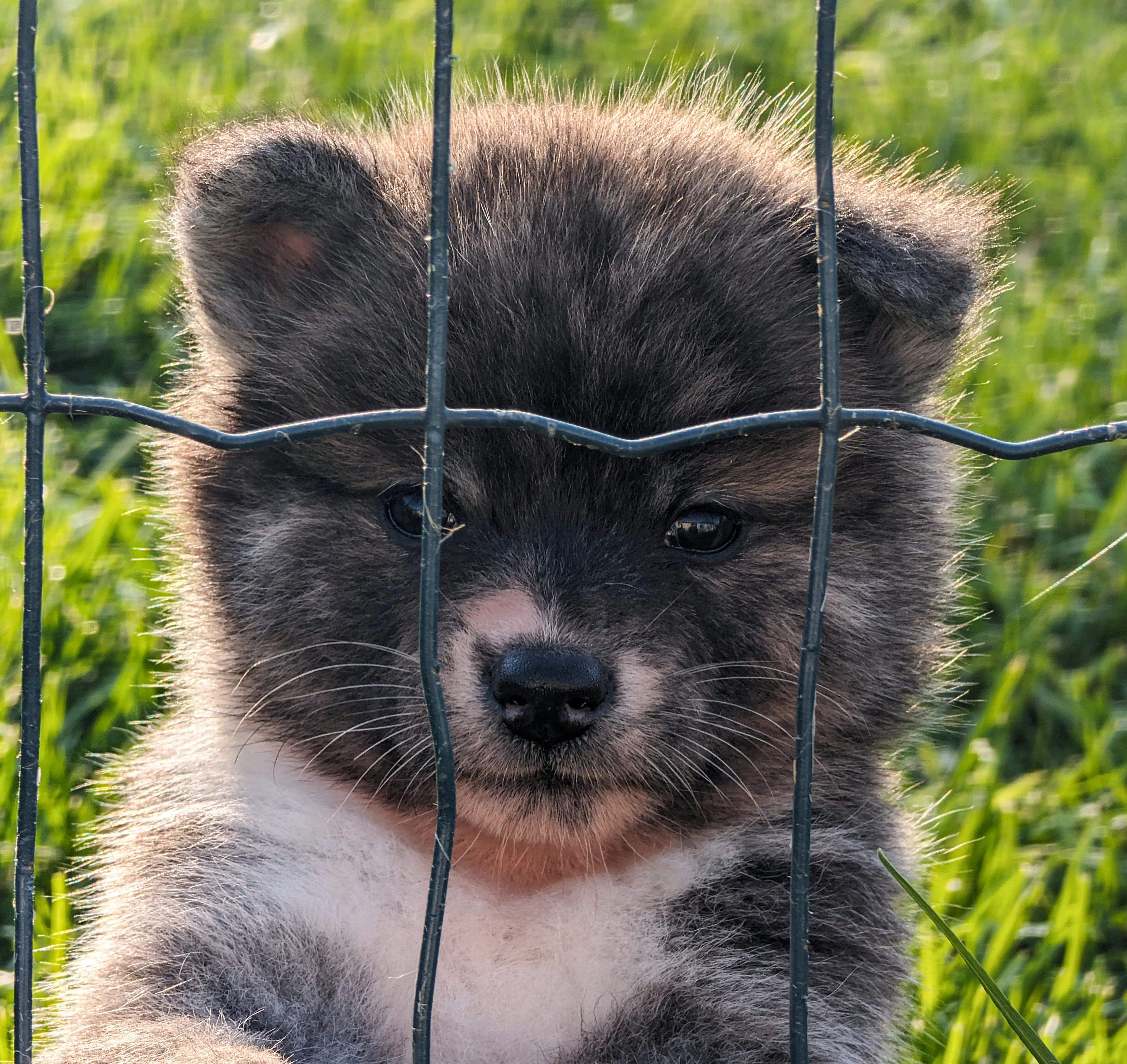 Chiot akita inu bringé regarde l'objectif, gros plan, par akita imperial