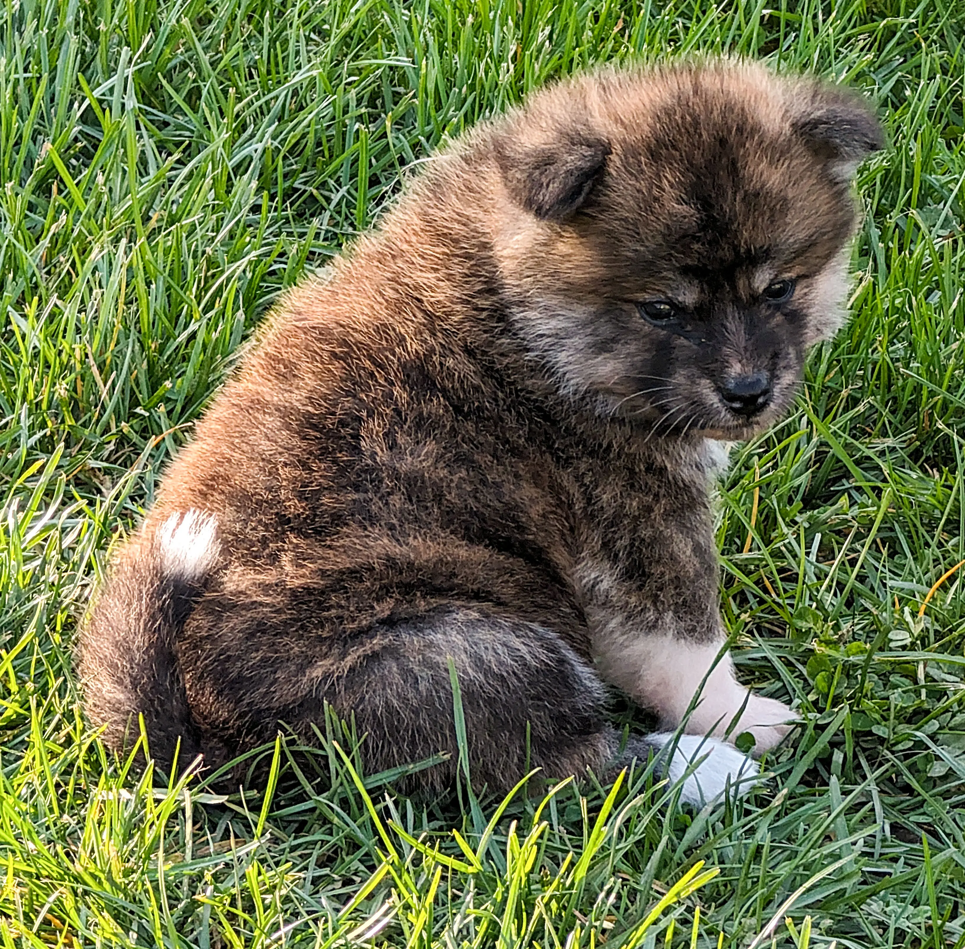Chiot akita inu bringé mignon qui boude, par akita imperial