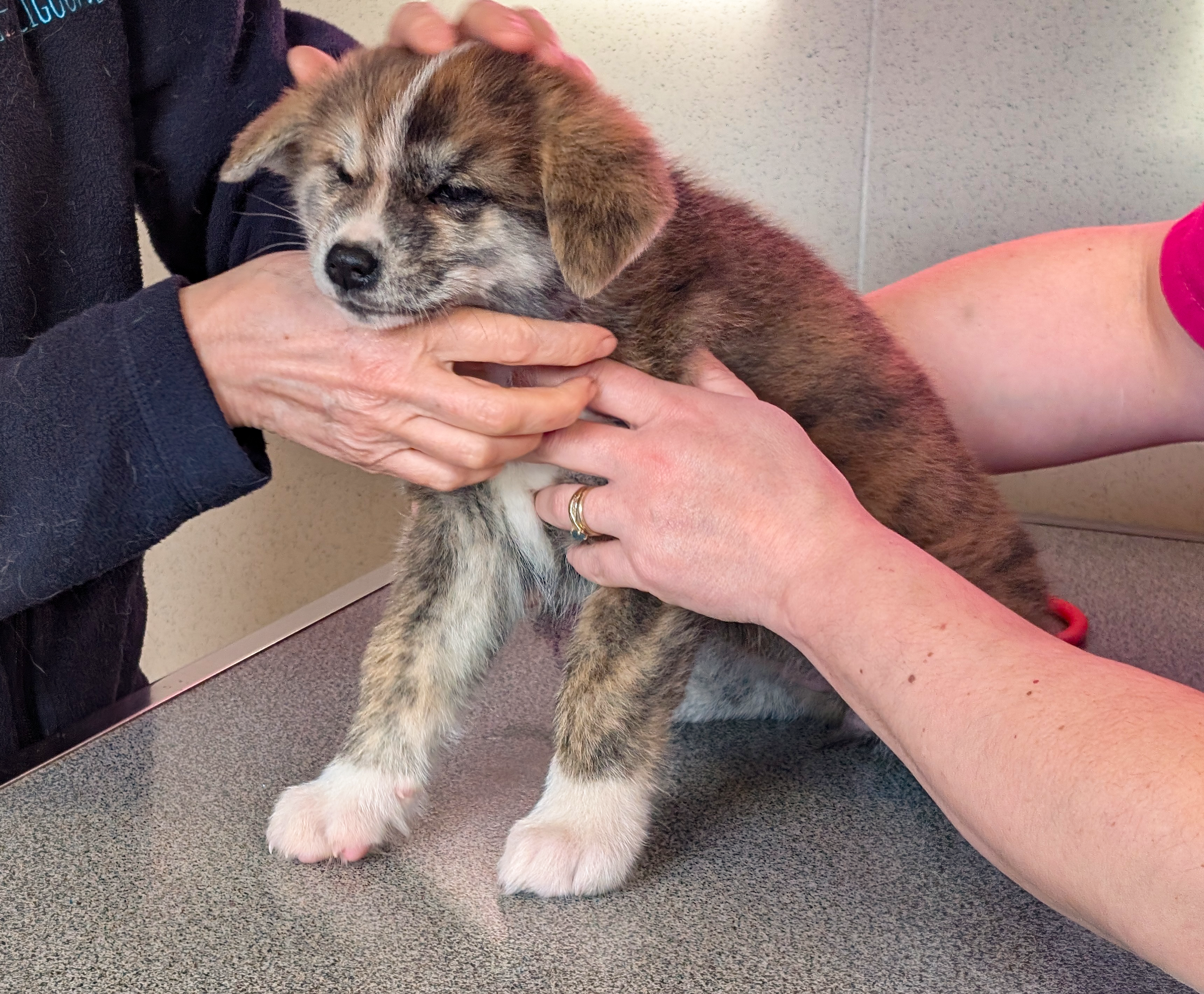 Chiot akita inu bringé sur une table d'auscultation, akita imperial