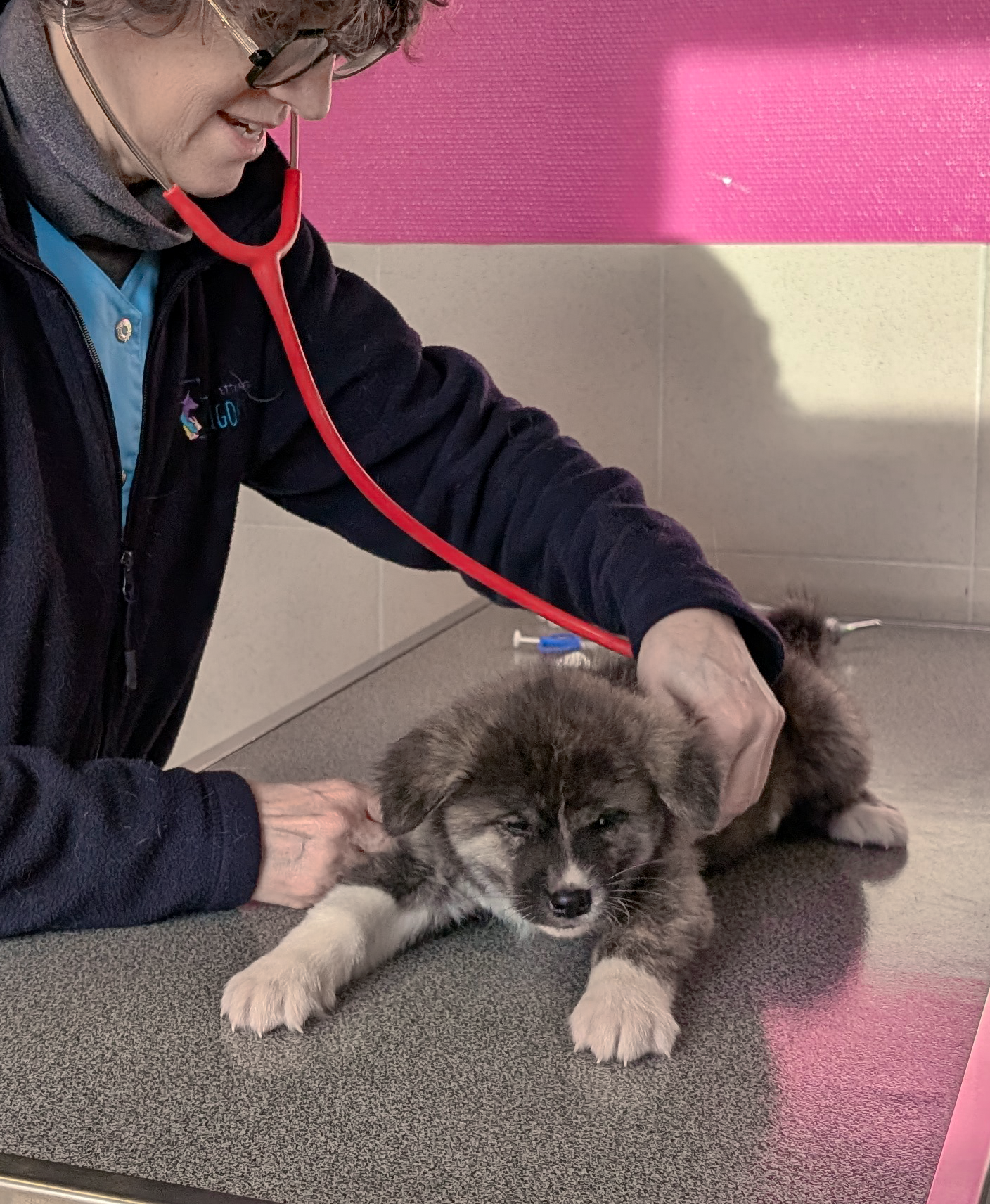Chiot akita inu bringé en consultation chez le vétérinaire avant son départ de l'élevage, akita imperial