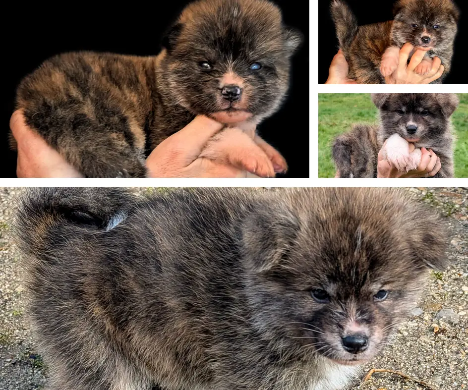 Chiot Akita Inu (9 semaines) disponible chez Akita Imperial
