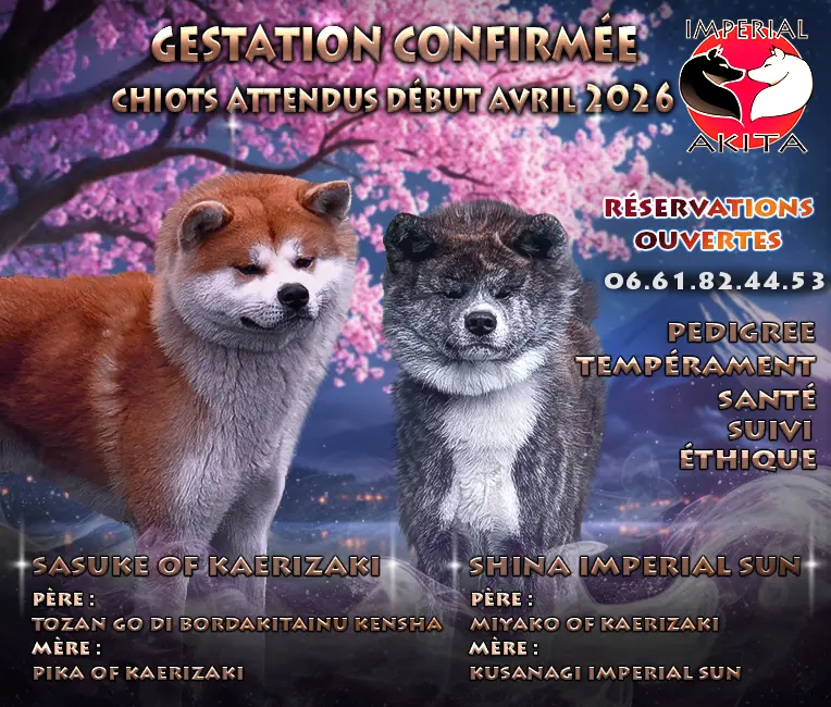 Annonce des prochaines portées par akita imperial, mariage Sasuke of Kaerizaki et Shina Imperial Sun