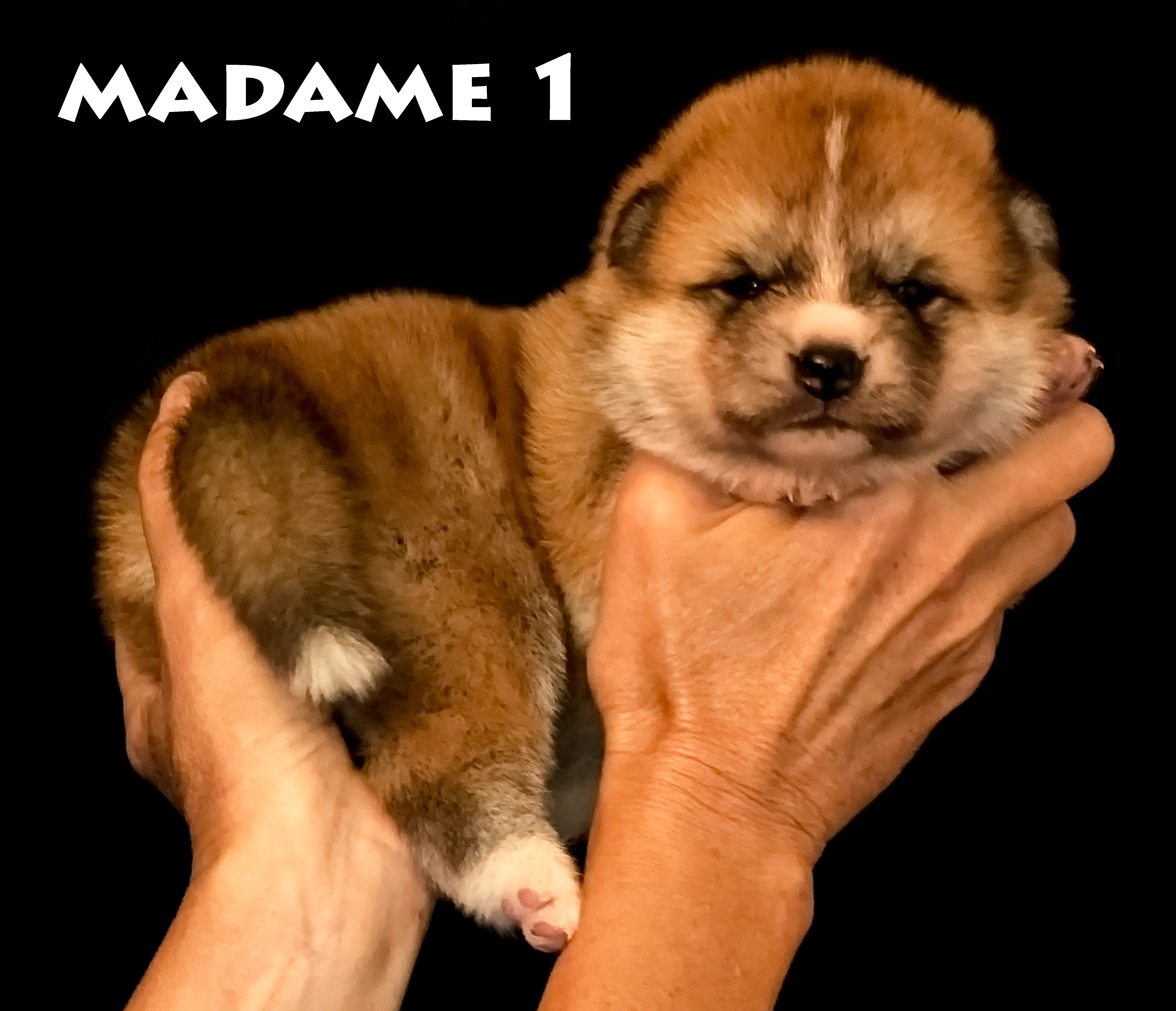Chiot akita inu roux femelle née le 6 avril 2026, par Akahiko Imperial Sun et Akaneiro Go of Kamino Ken