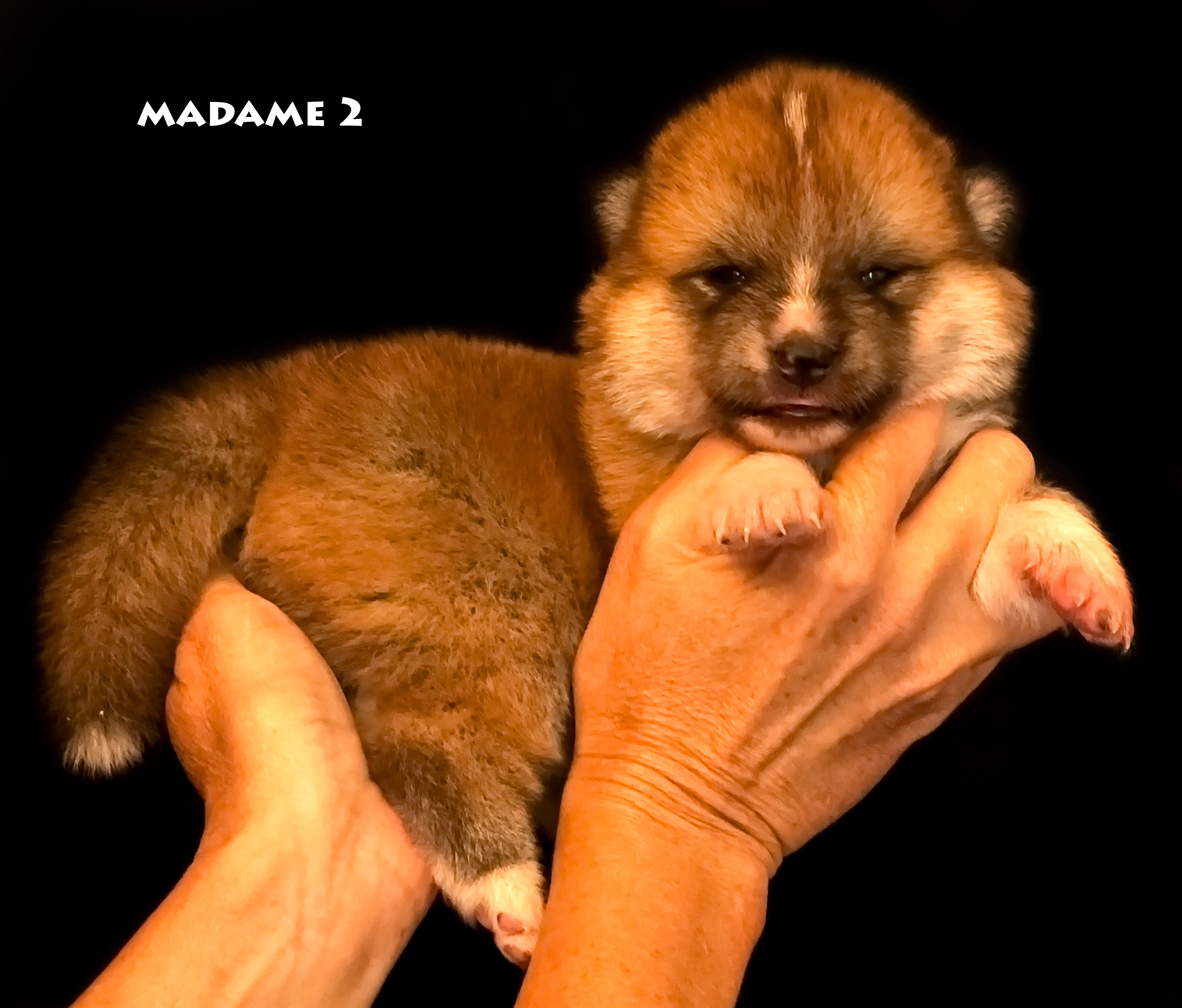 Chiot akita inu roux femelle née le 6 avril 2026, par Akahiko Imperial Sun et Akaneiro Go of Kamino Ken