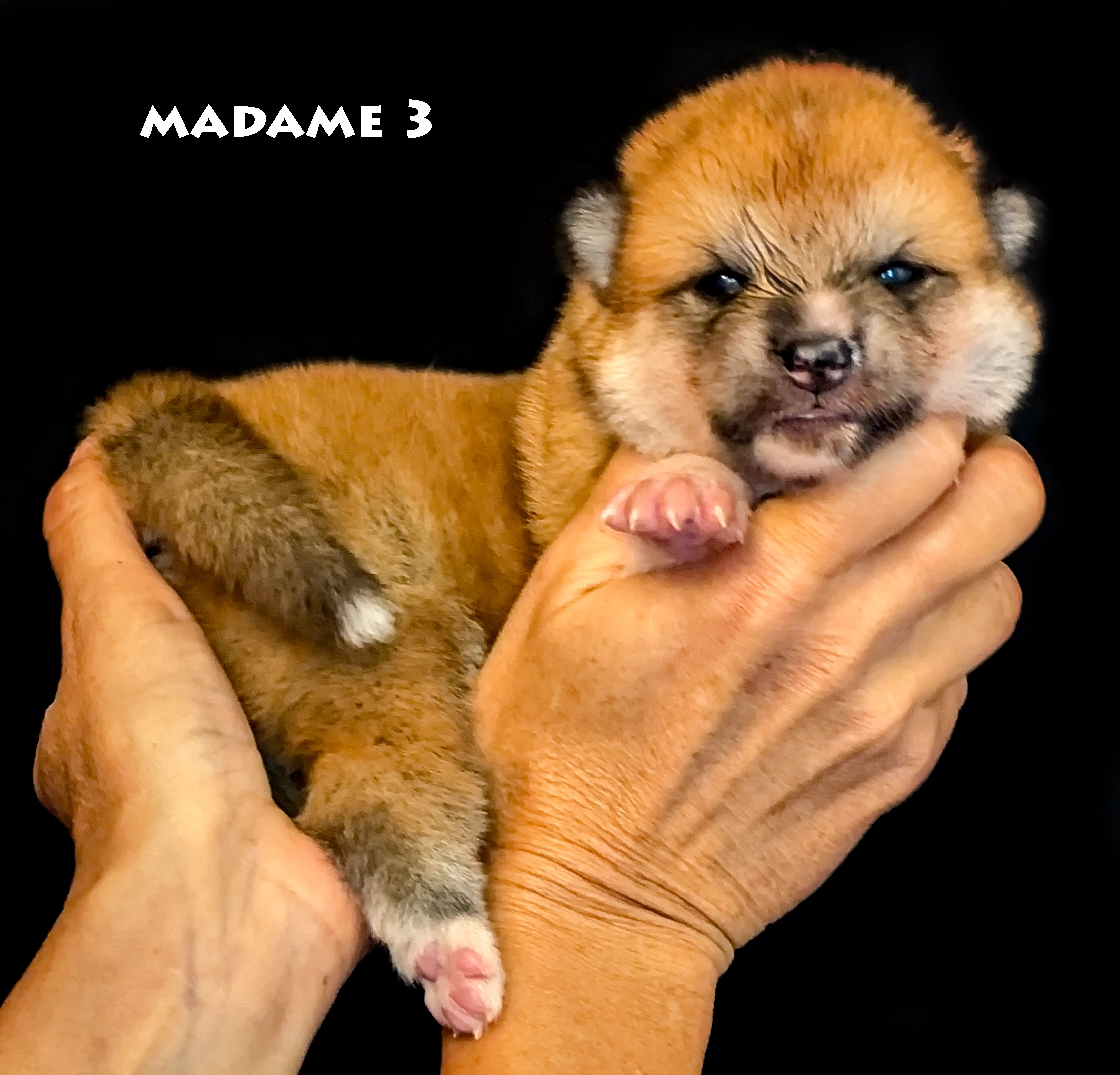 Chiot akita inu roux femelle née le 6 avril 2026, par Akahiko Imperial Sun et Akaneiro Go of Kamino Ken