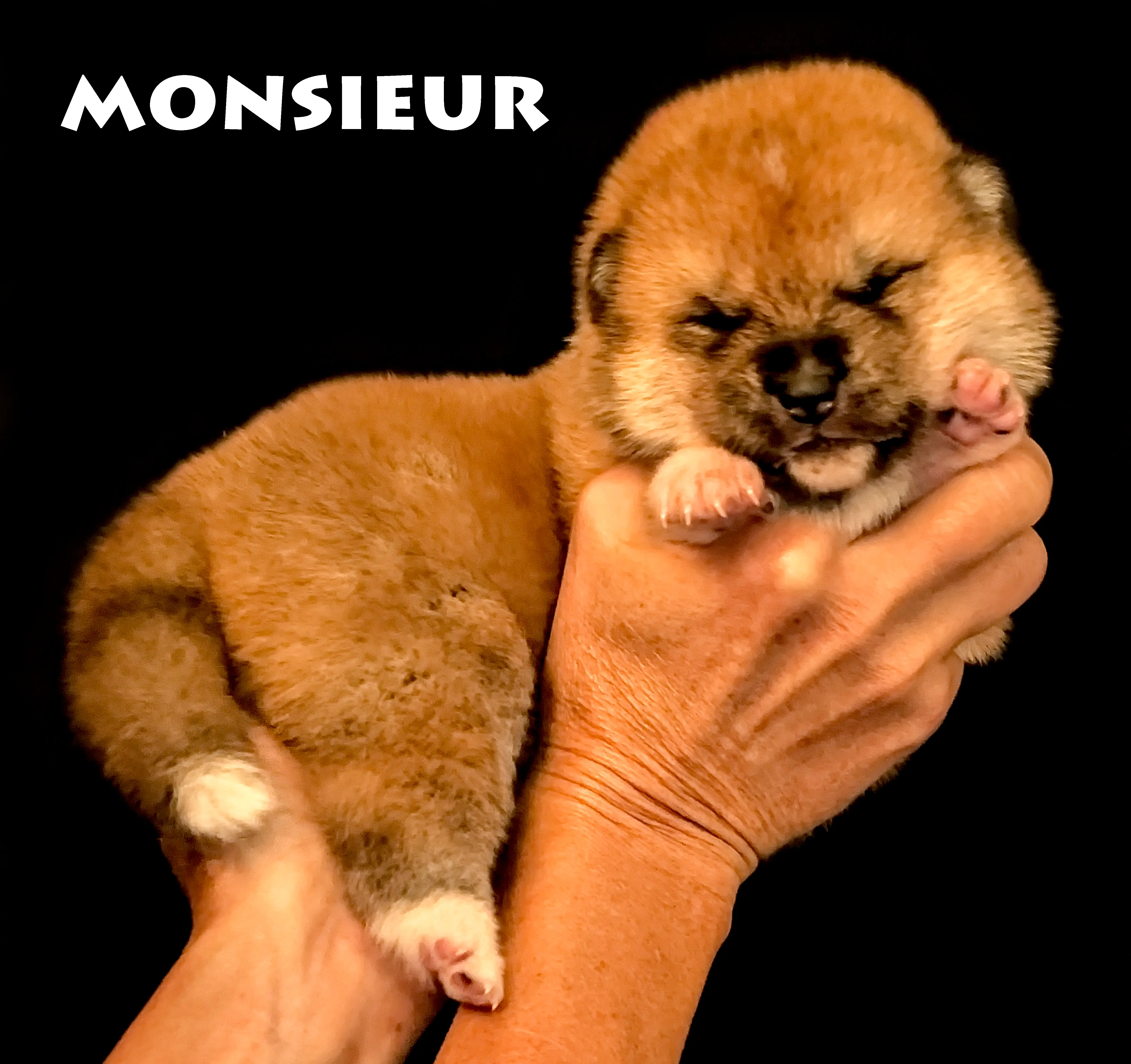 Chiot akita inu roux mâle né le 6 avril 2026, par Akahiko Imperial Sun et Akaneiro Go of Kamino Ken