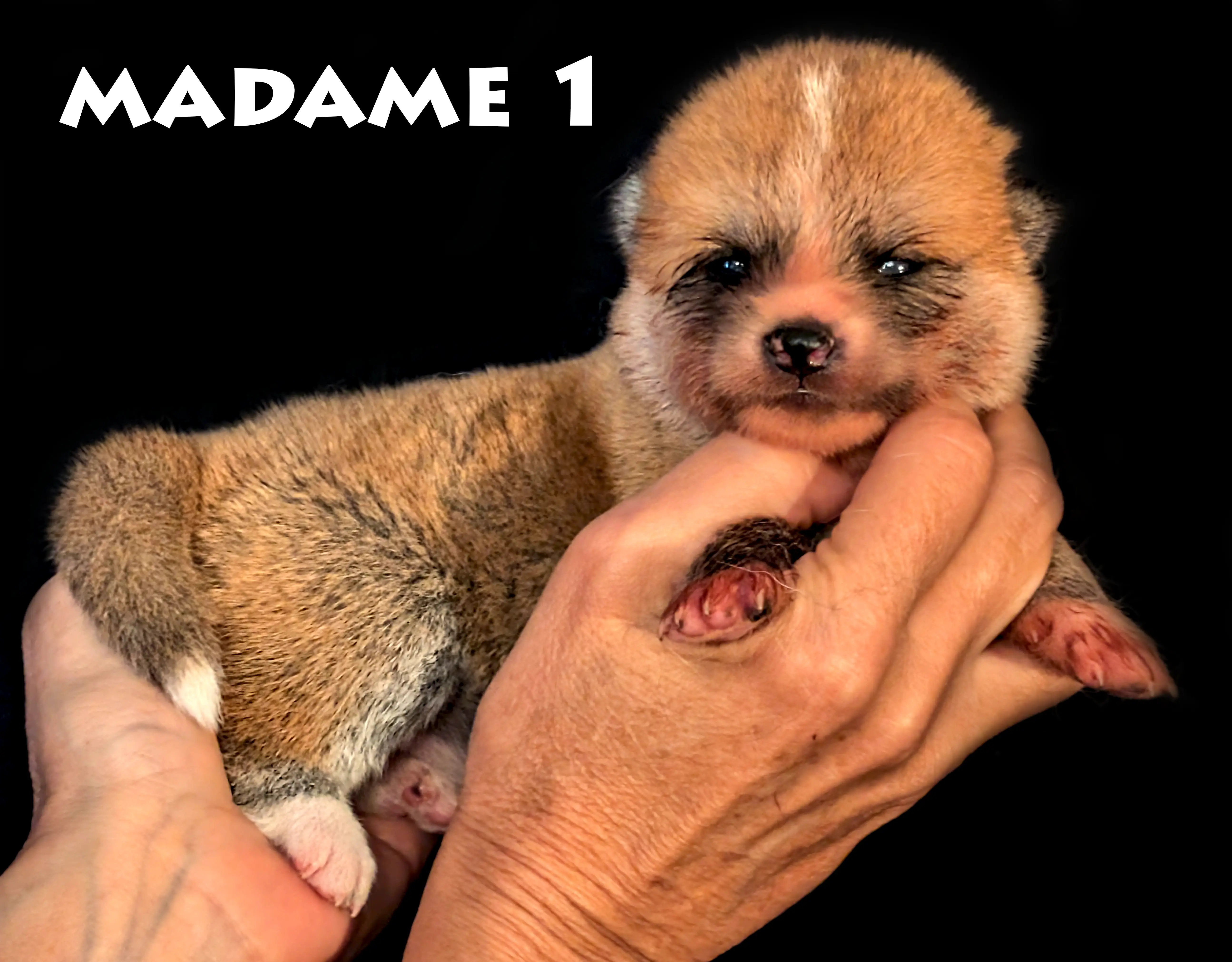 Chiot Akita Inu Femelle rousse de deux semaines par Shina Imperial Sun, Akita Imperial