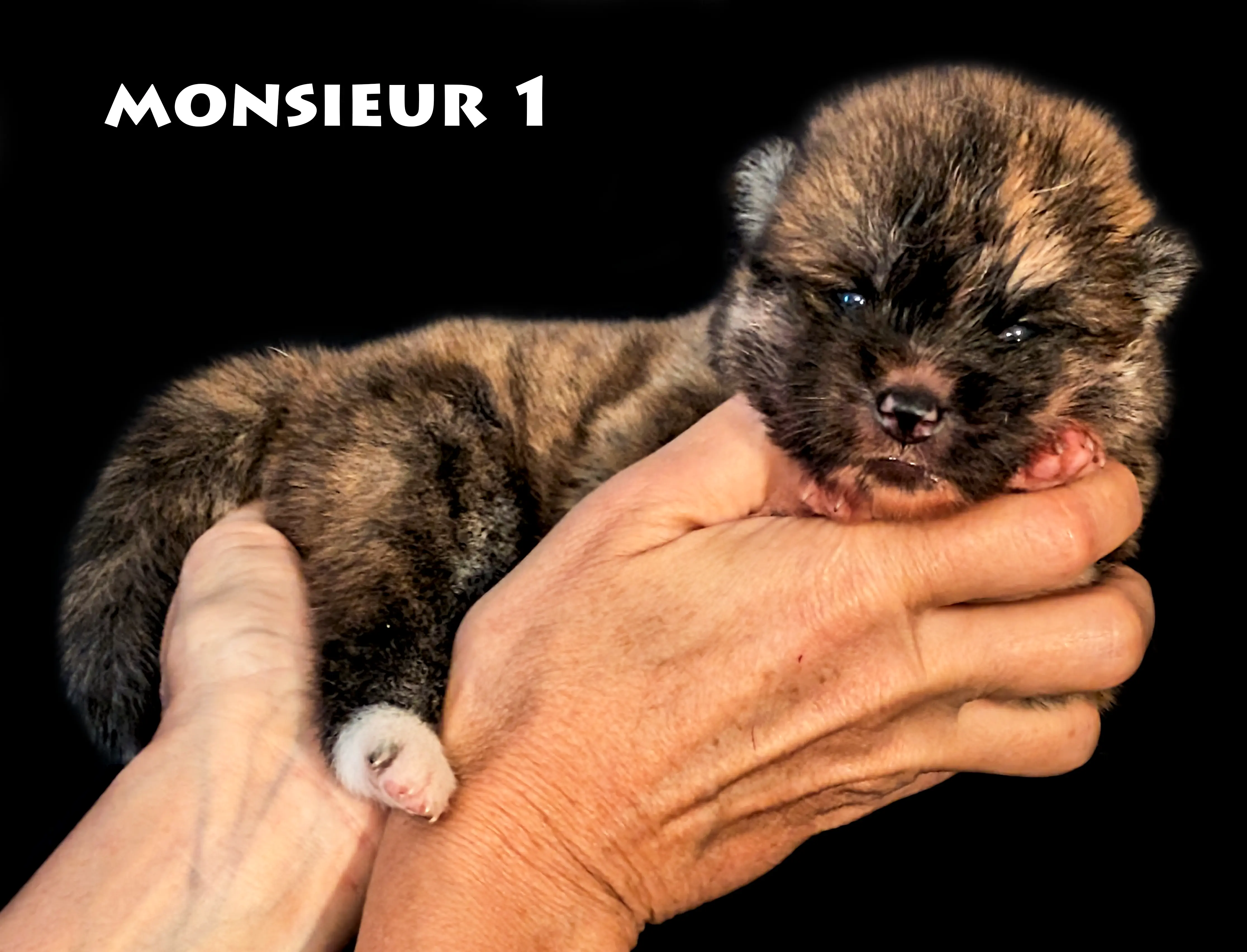 Chiot Akita Inu mâle rousse de deux semaines par Shina Imperial Sun, Akita Imperial