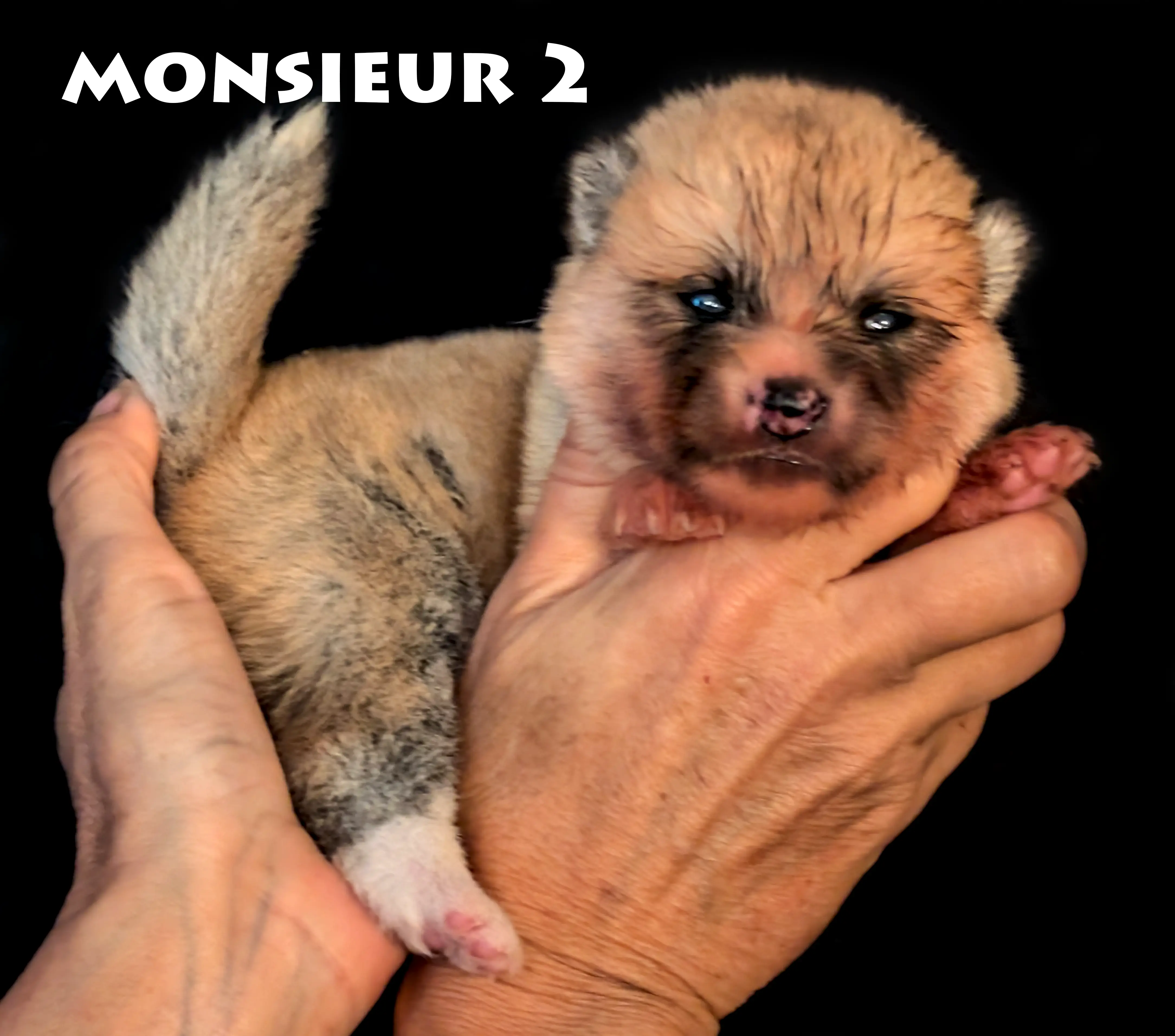 Chiot Akita Inu mâle rousse de deux semaines par Shina Imperial Sun, Akita Imperial