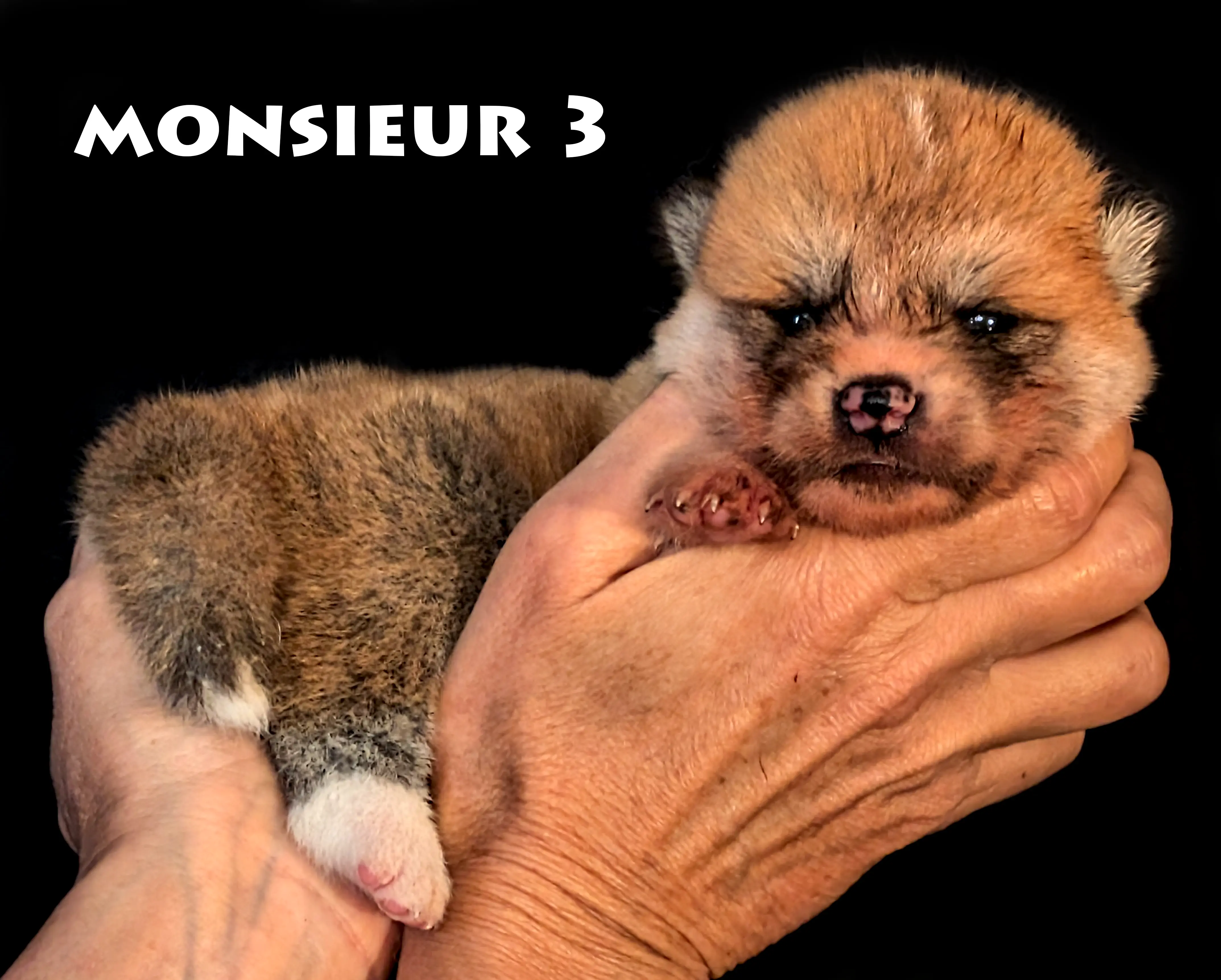 Chiot Akita Inu mâle rousse de deux semaines par Shina Imperial Sun, Akita Imperial