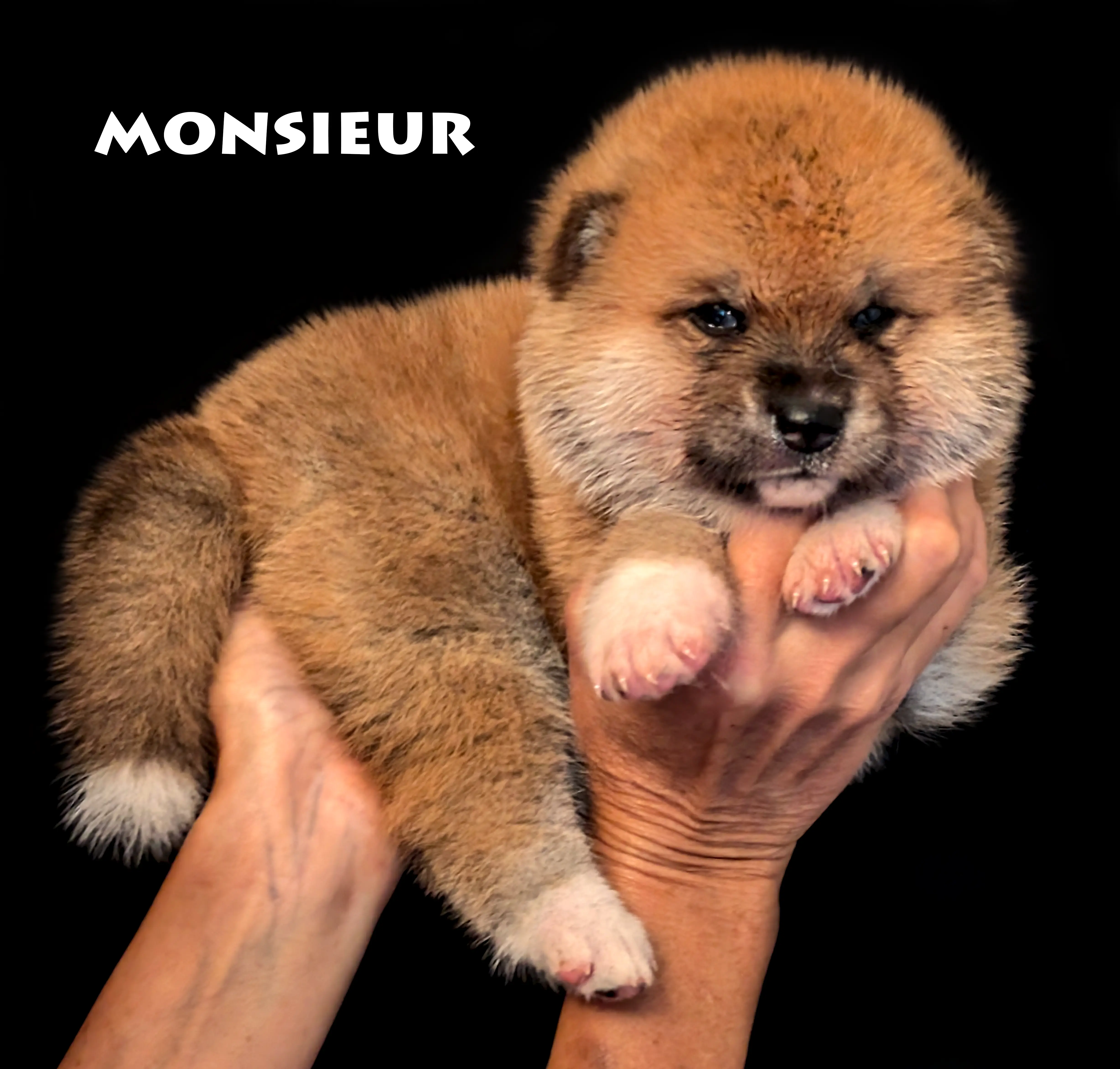Chiot akita inu mâle roux de 4 semaines, photo studio de plein pied, par Akita Imperial