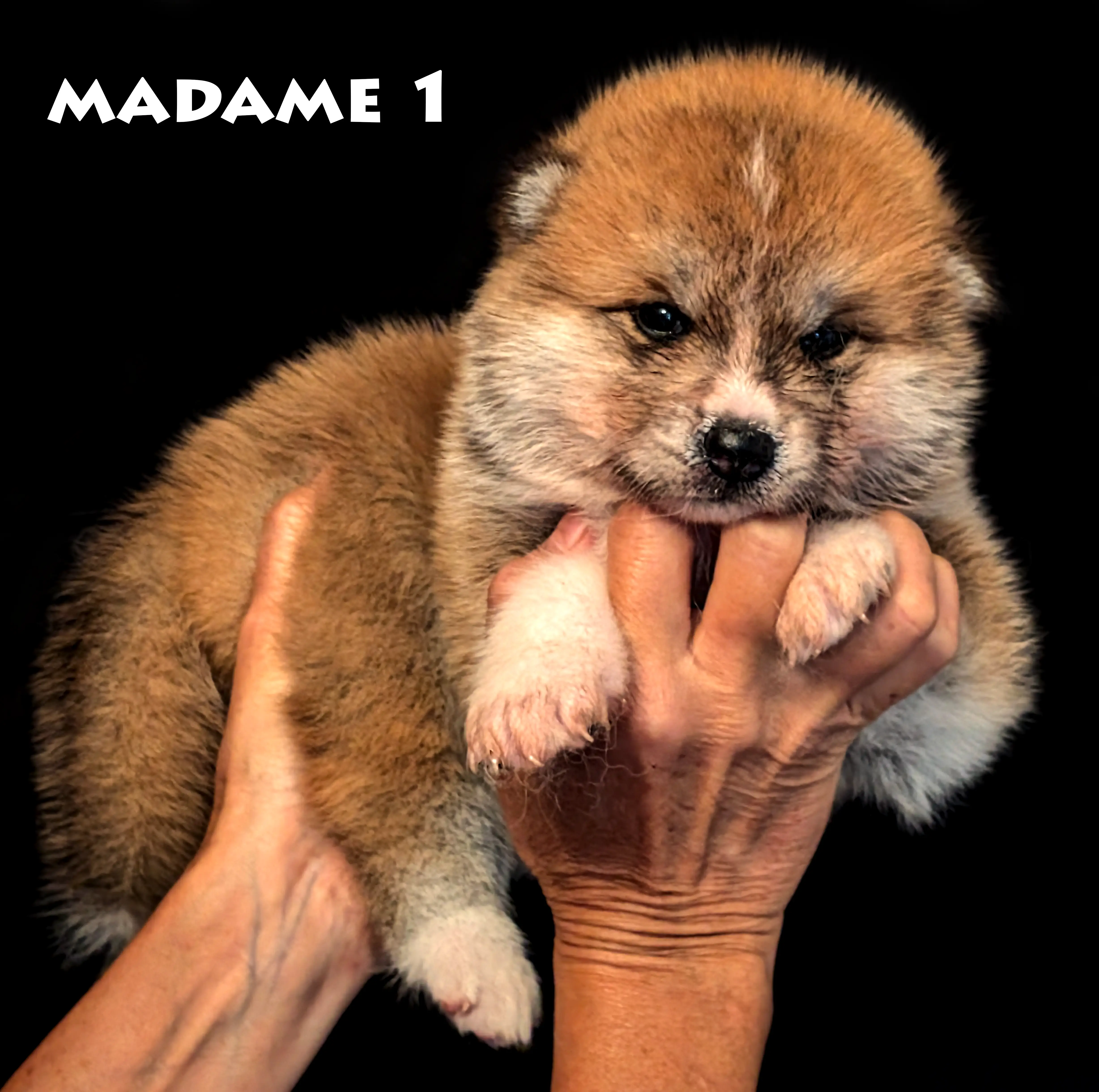 Chiot akita inu femelle roux de 4 semaines, photo studio de plein pied, par Akita Imperial