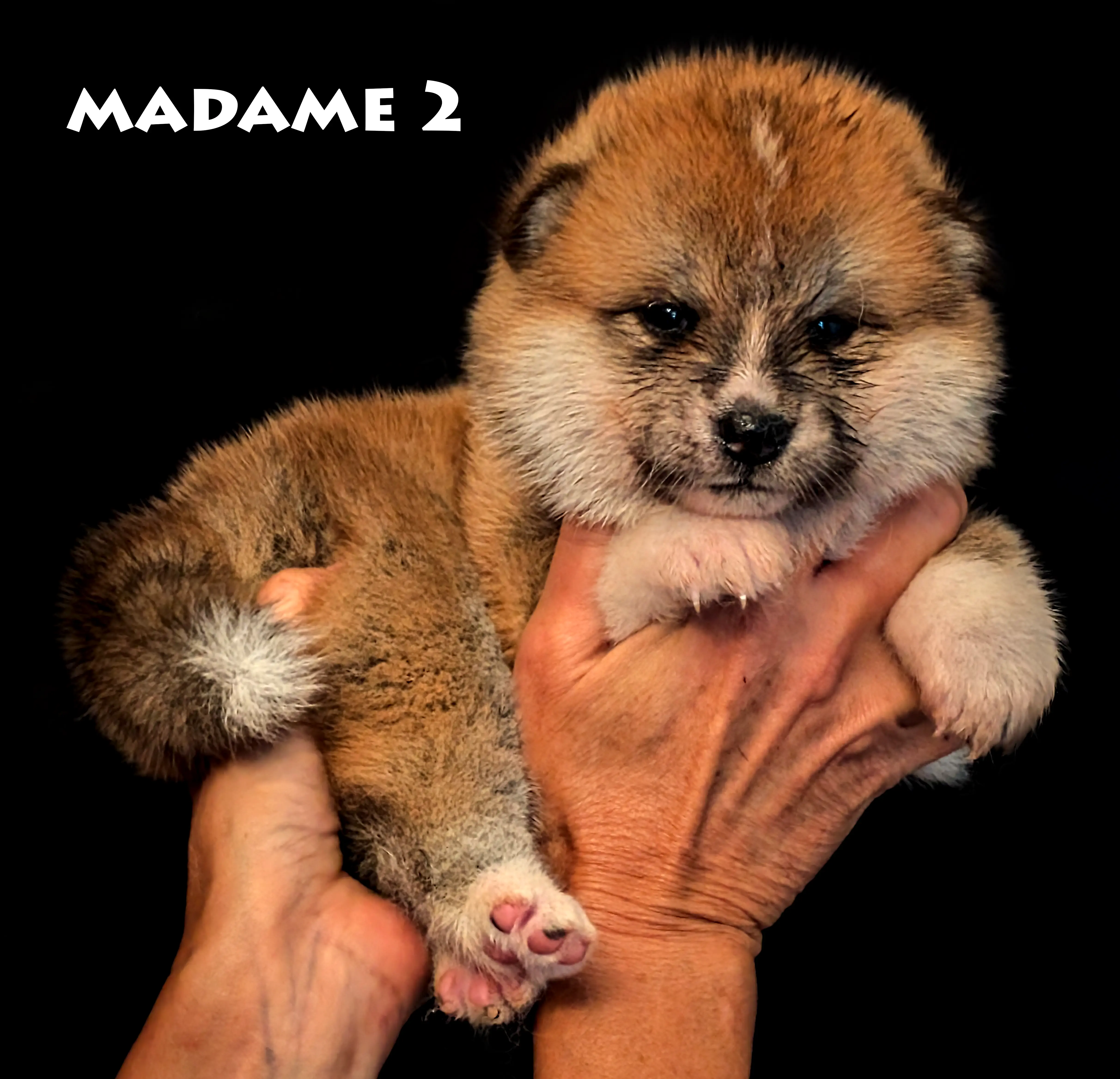 Chiot akita inu femelle roux de 4 semaines, photo studio de plein pied, par Akita Imperial