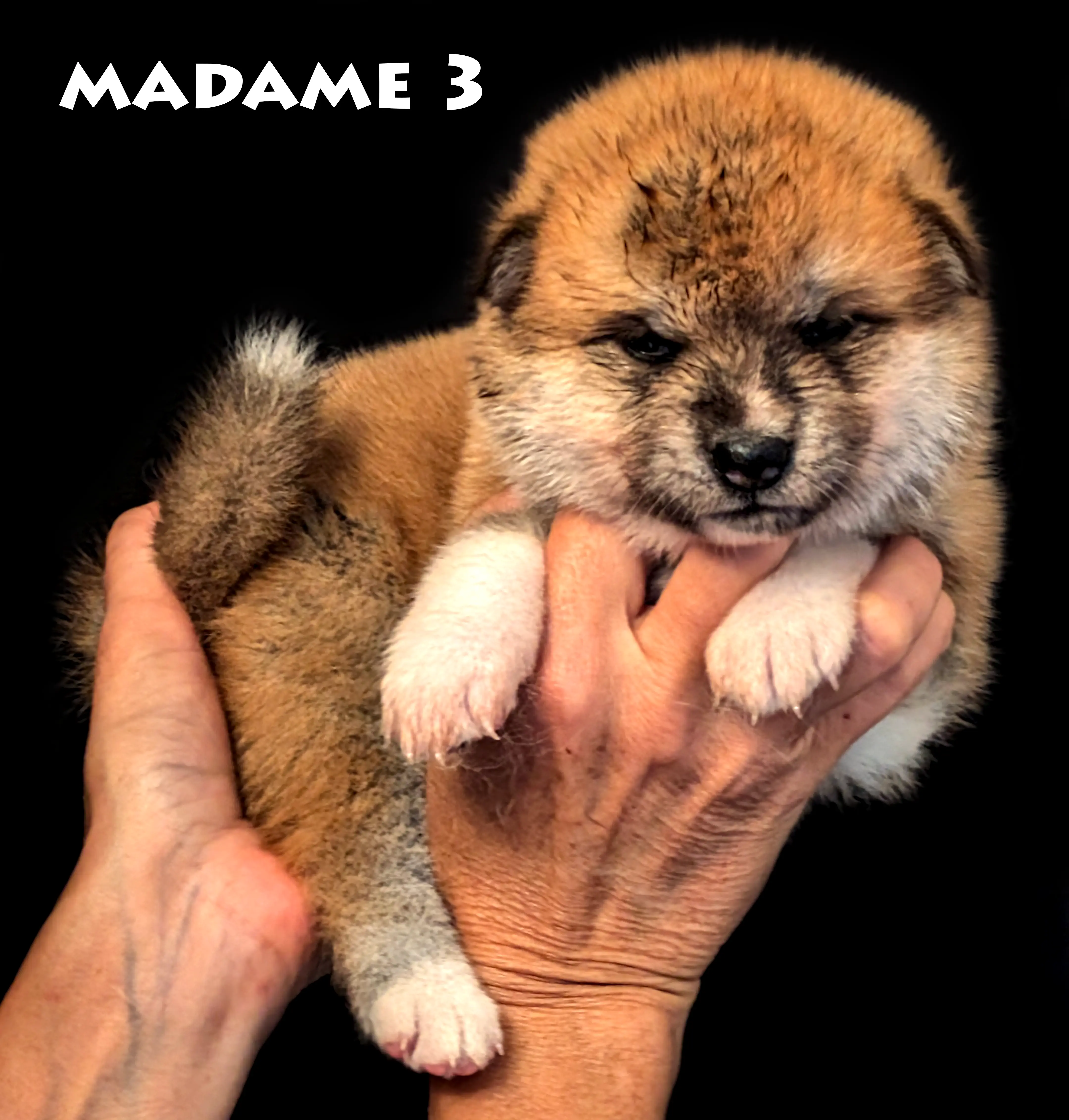 Chiot akita inu femelle roux de 4 semaines, photo studio de plein pied, par Akita Imperial