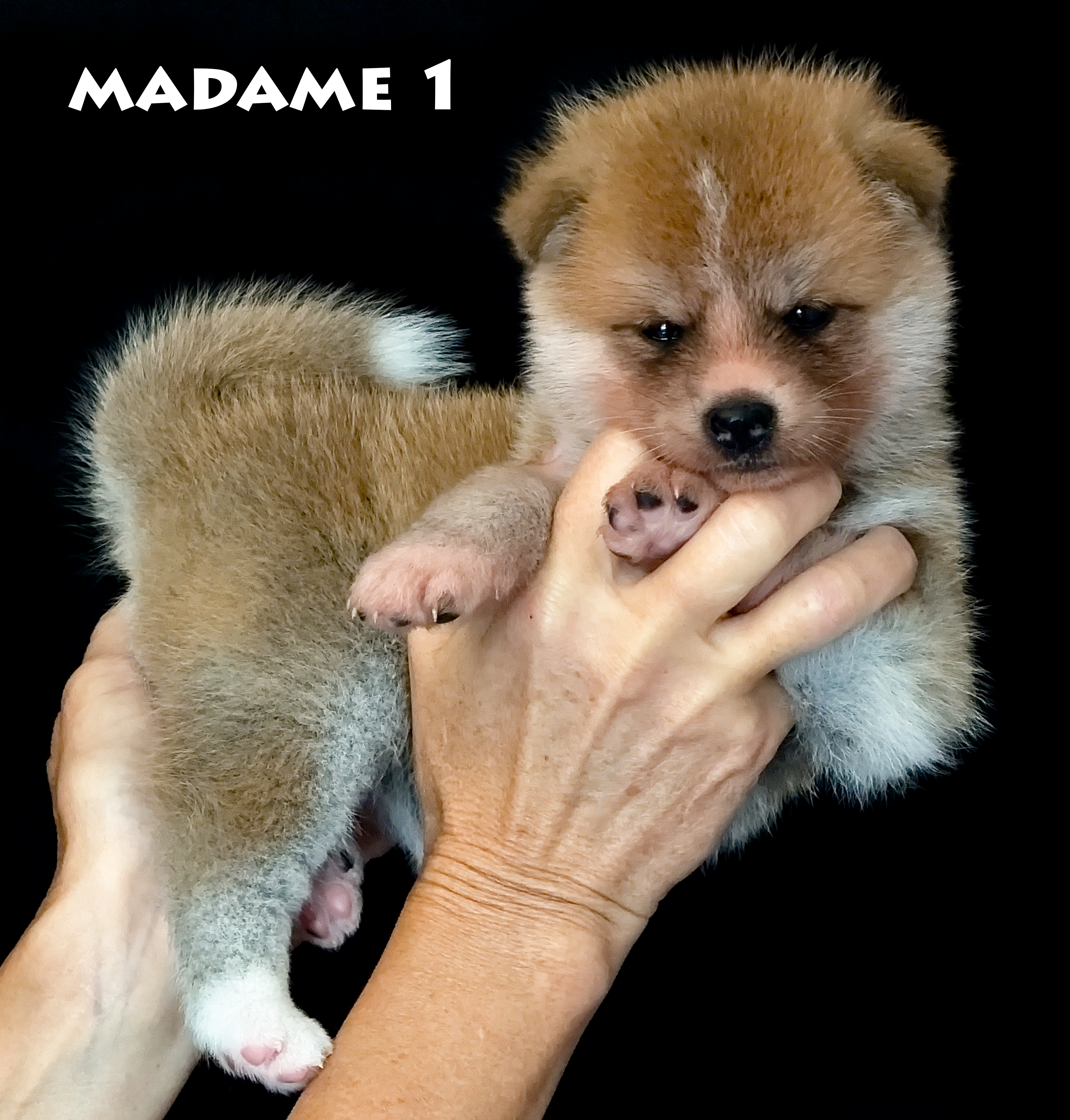 Chiot akita inu femelle, rousse, par Shina Imperial Sun et Sasuke of Kaerizaki