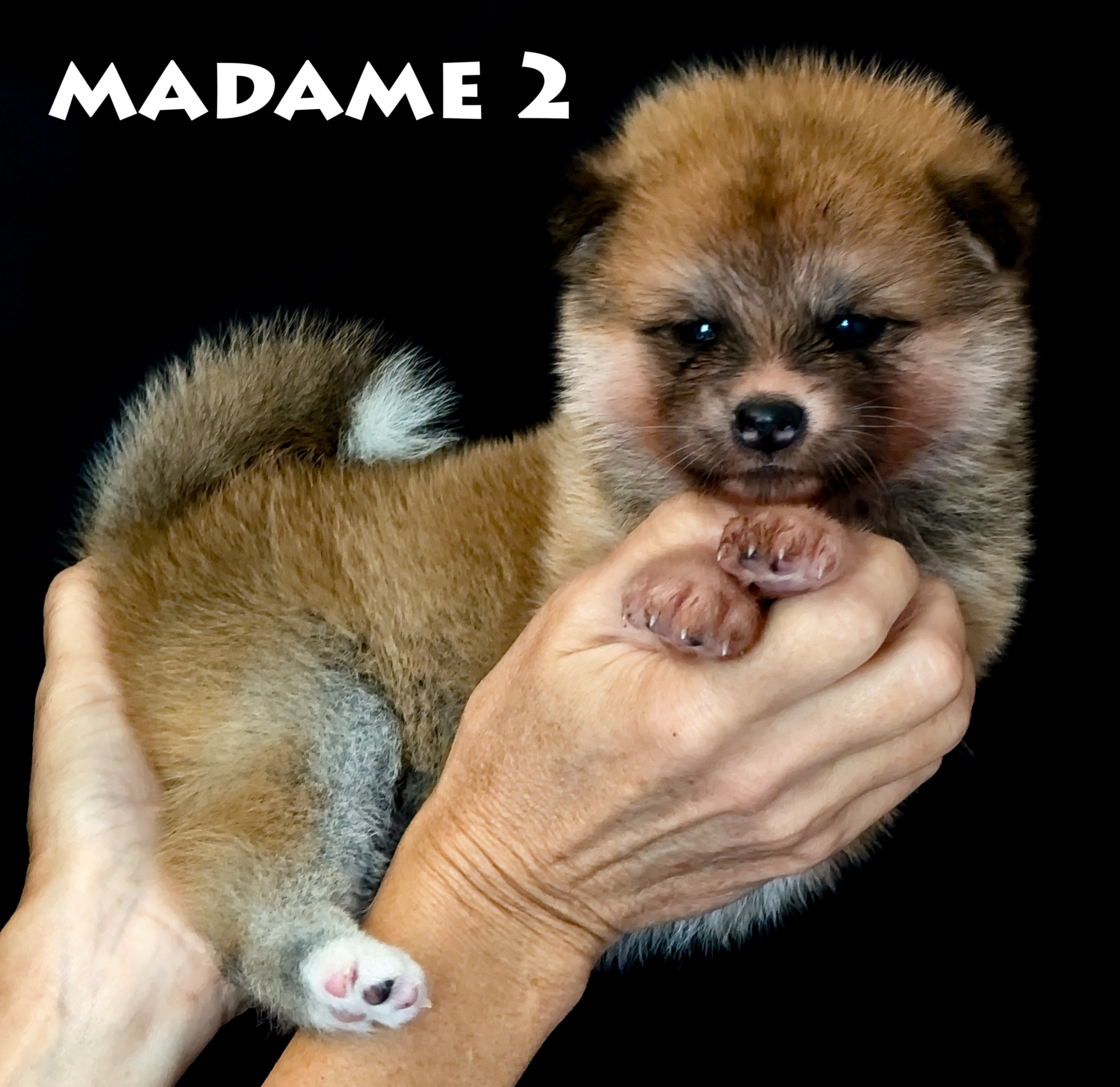 Chiot akita inu femelle, rousse, par Shina Imperial Sun et Sasuke of Kaerizaki