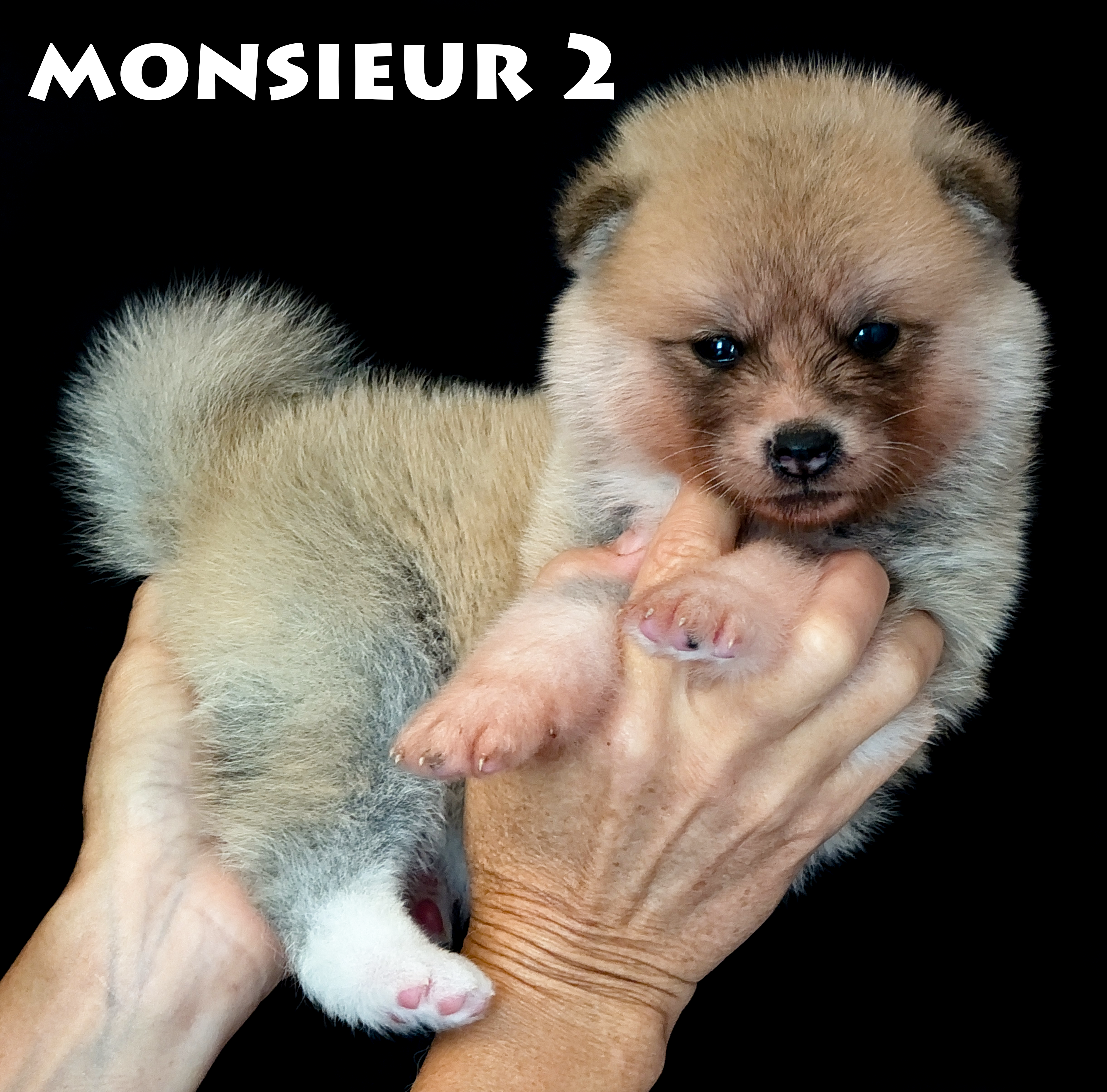 Chiot akita inu roux, mâle, par Shina Imperial Sun et Sasuke of Kaerizaki