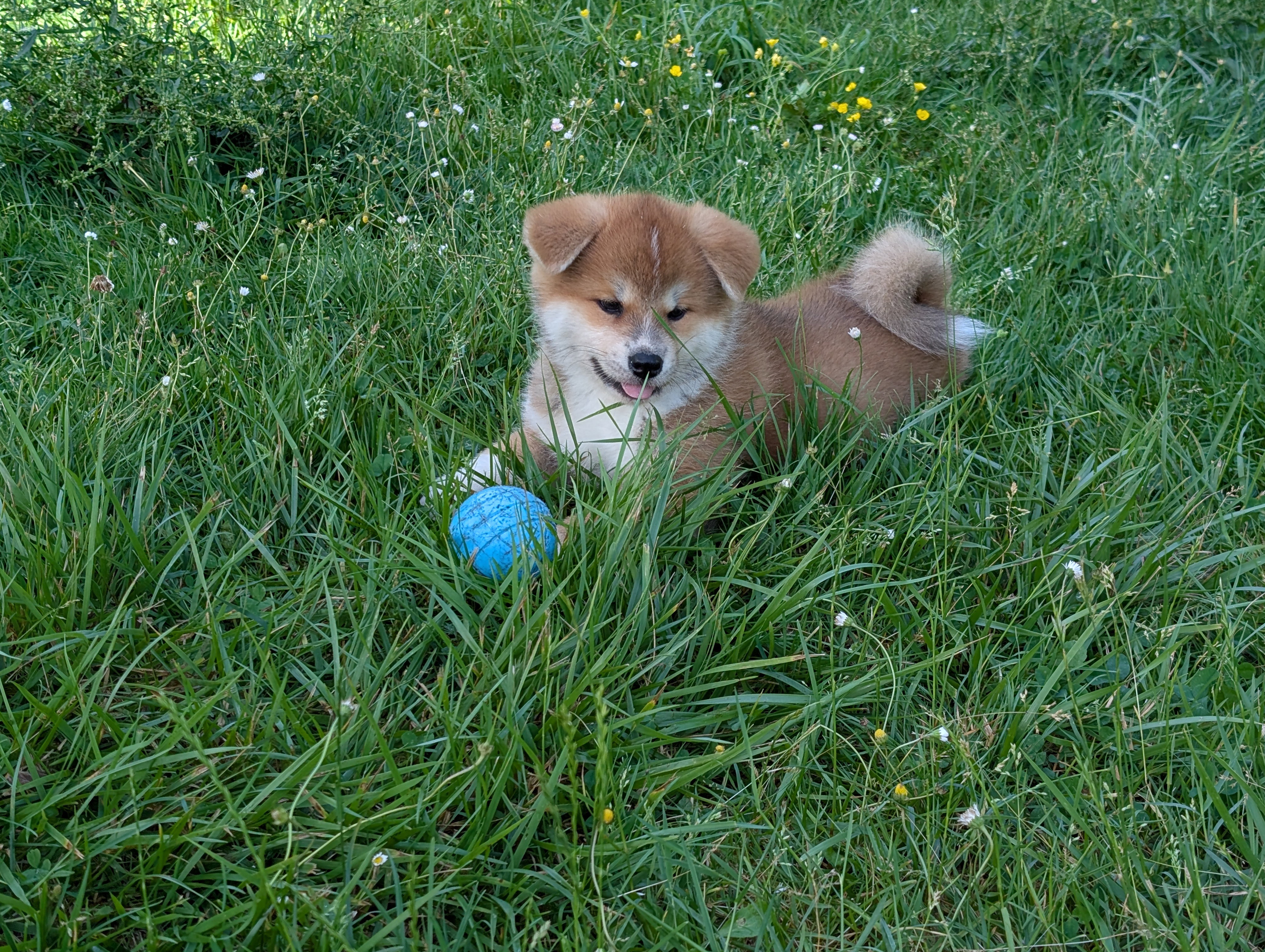 Chiot akita inu roux qui joue dans l'herbe