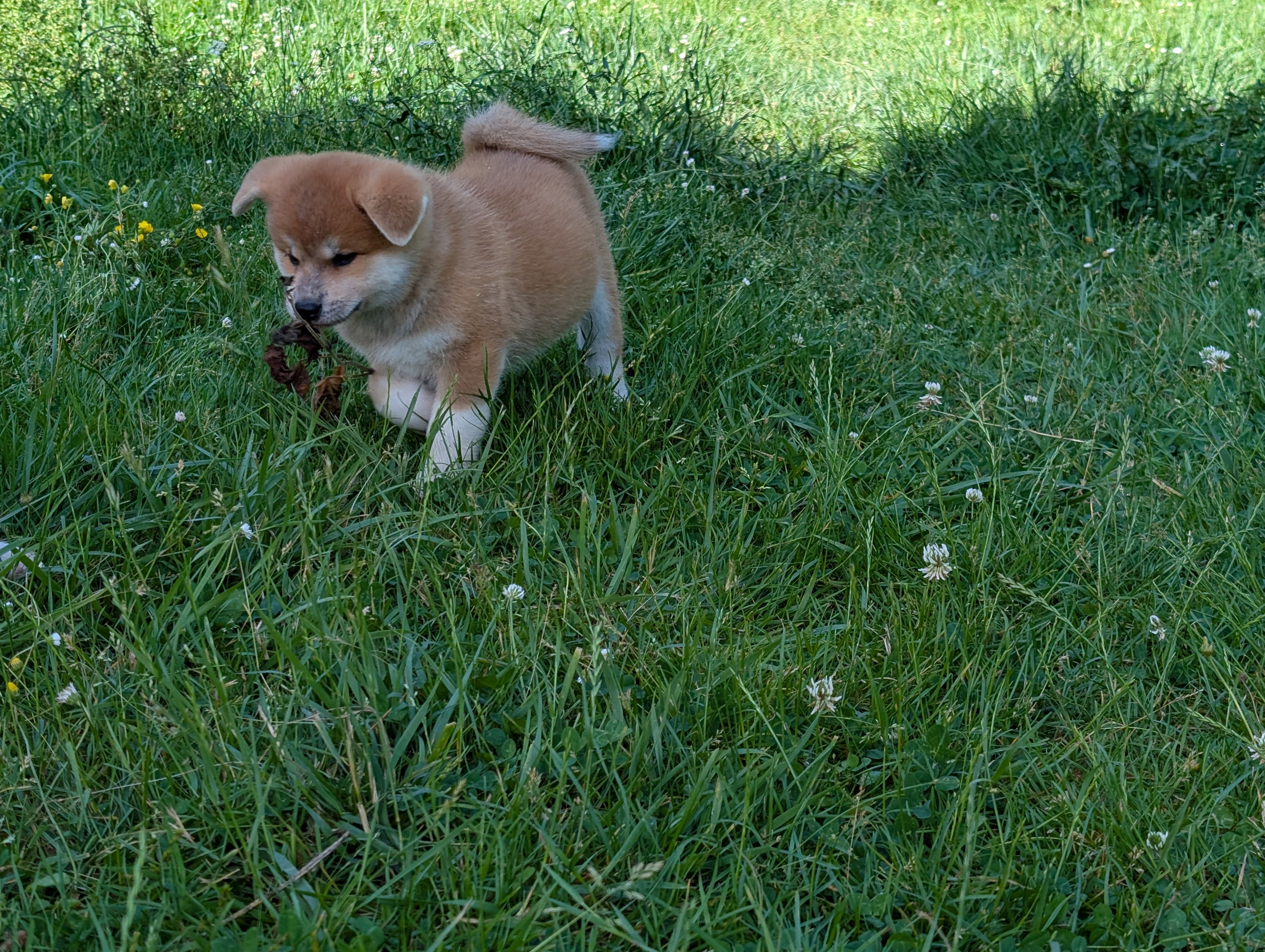 Chiot akita inu roux qui joue dans l'herbe