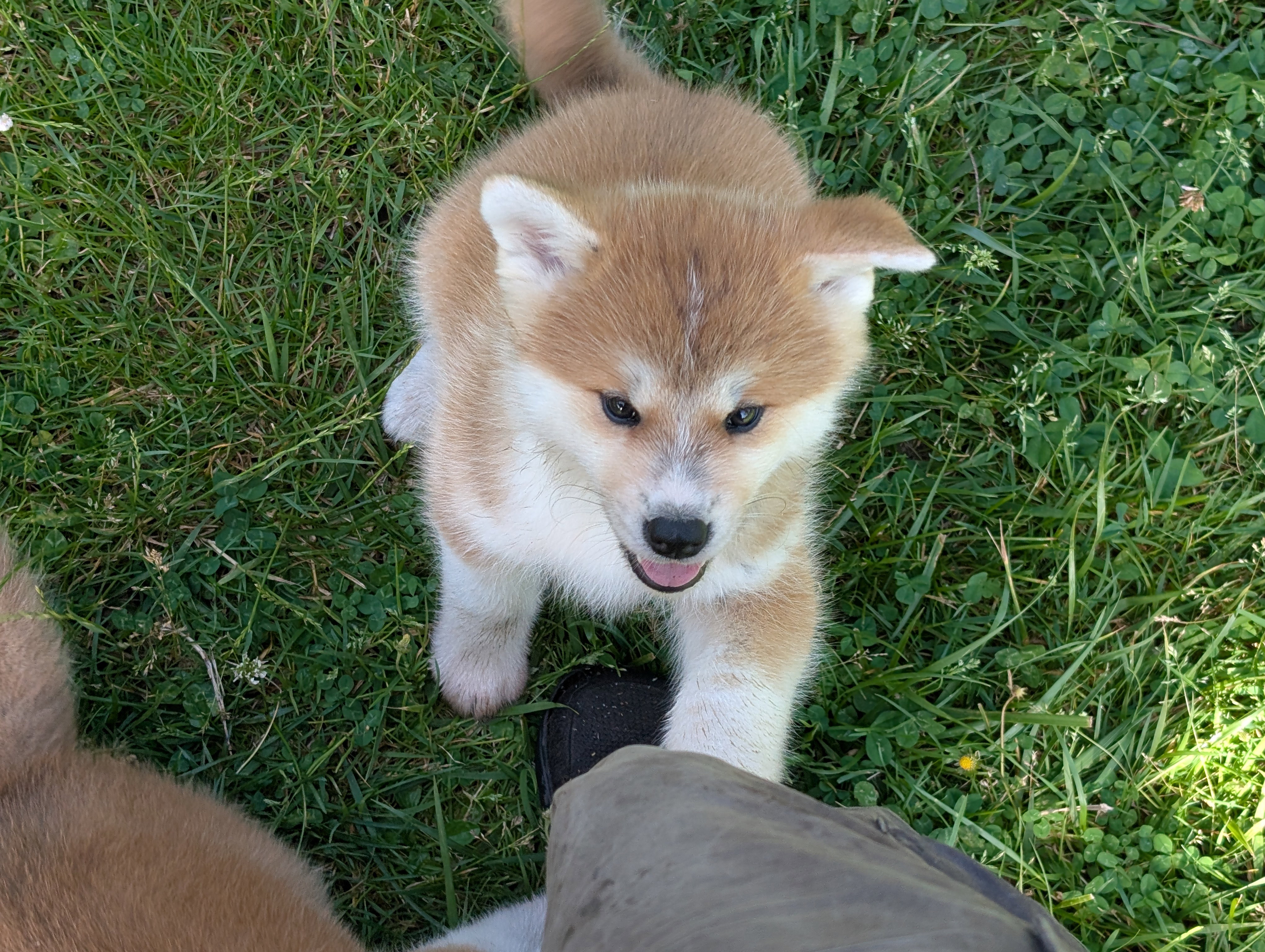 Chiot akita inu roux qui joue dans l'herbe