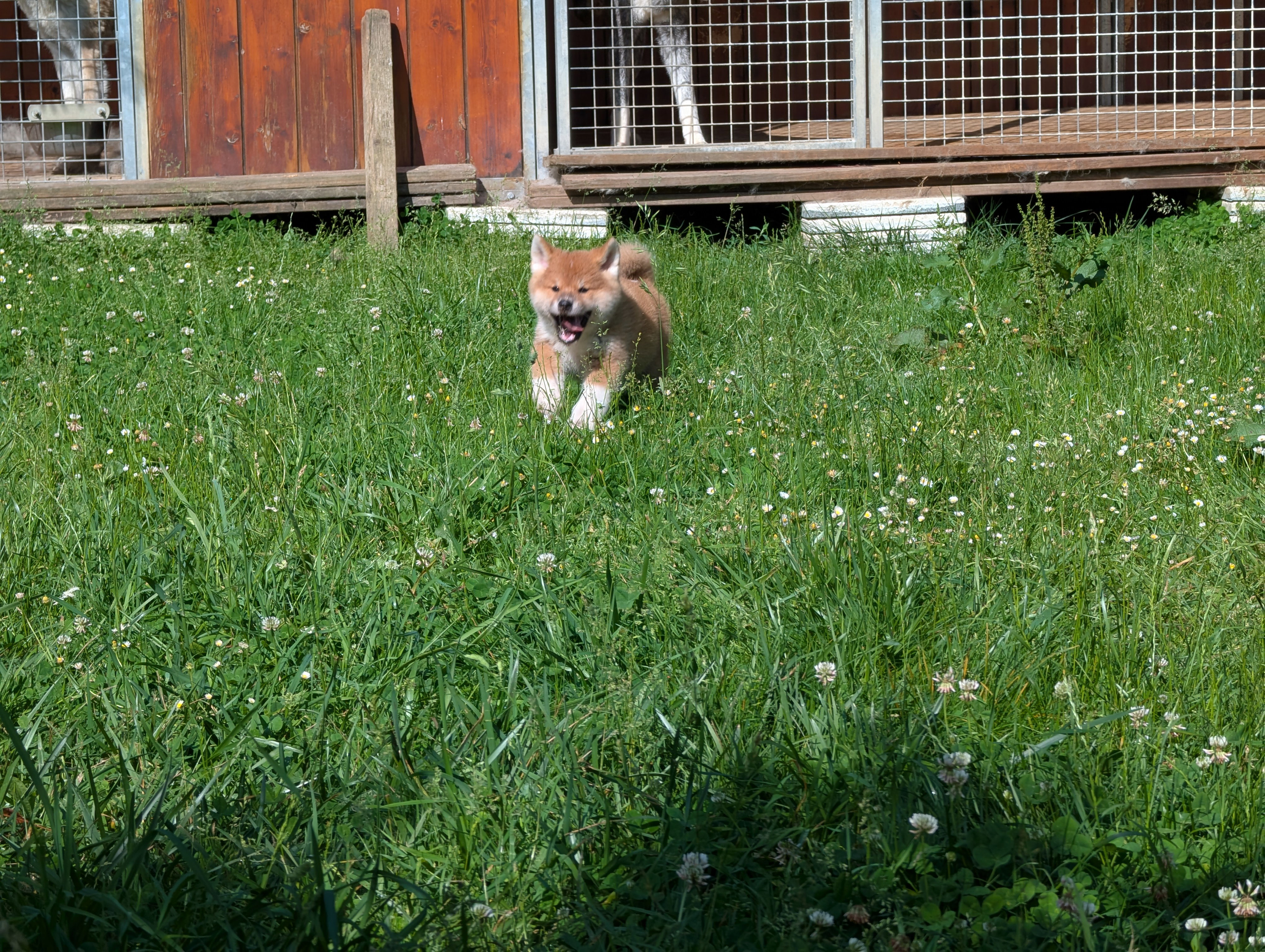 Chiot akita inu roux qui joue dans l'herbe