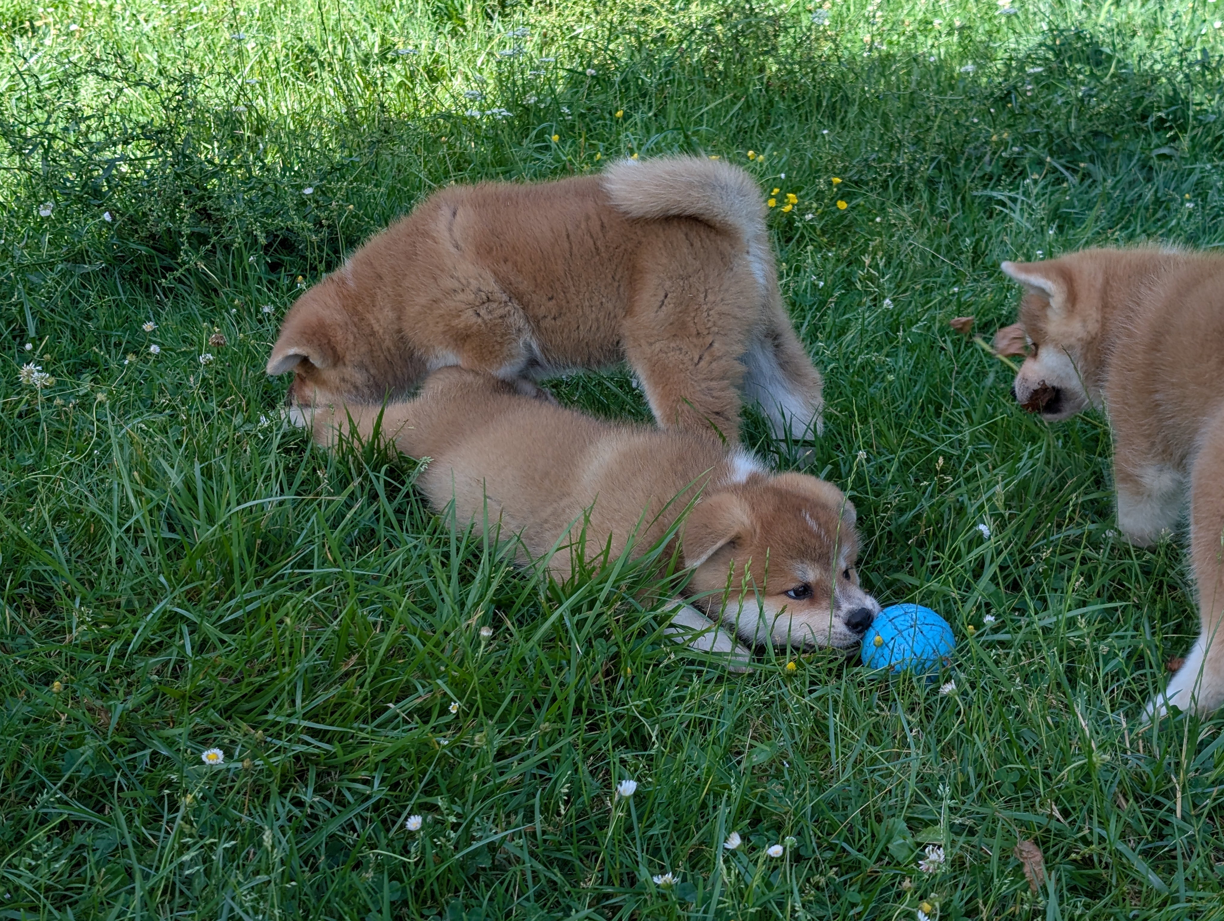 Chiot akita inu roux qui joue dans l'herbe