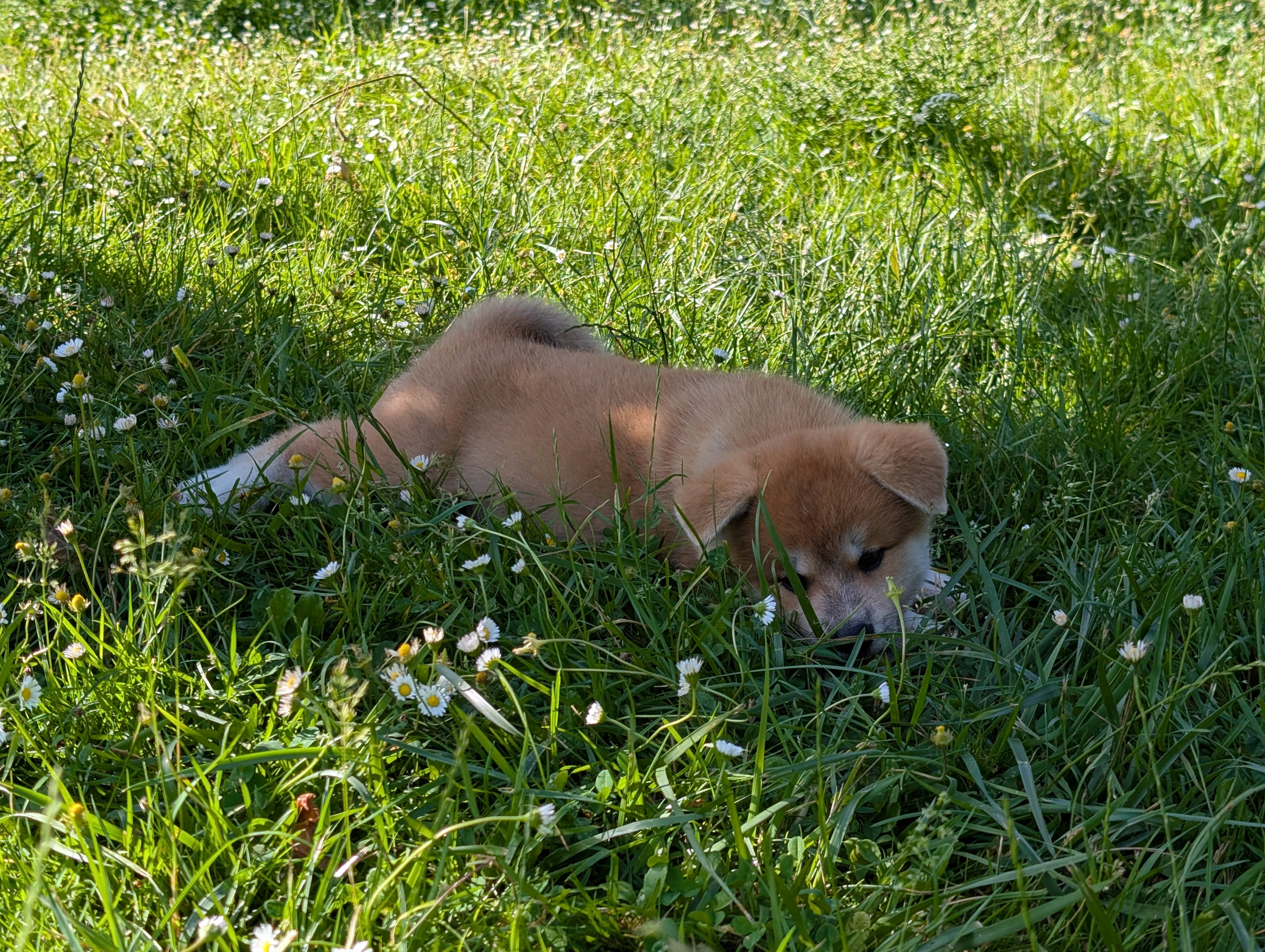 Chiot akita inu roux qui joue dans l'herbe