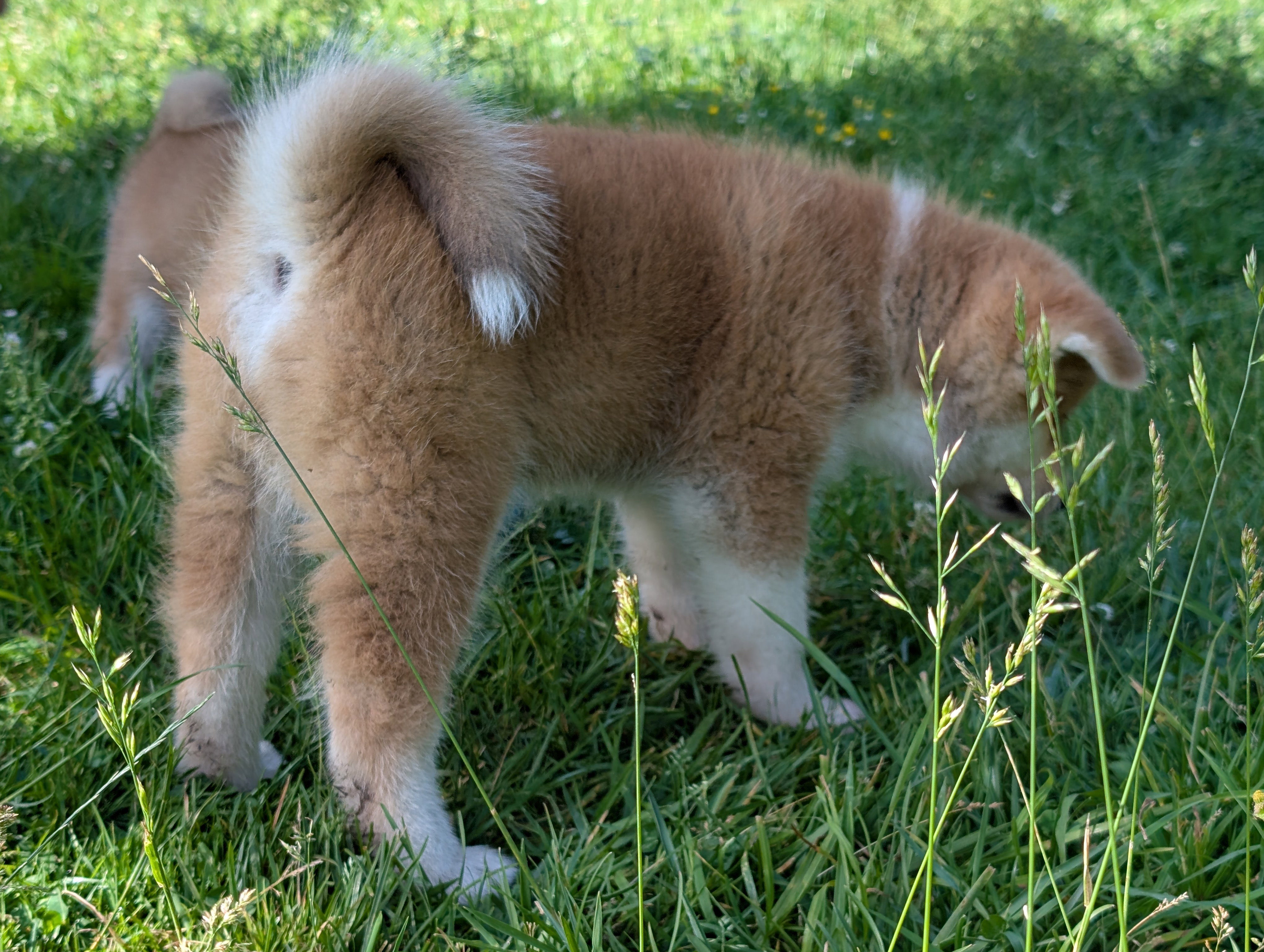 Chiot akita inu roux qui joue dans l'herbe