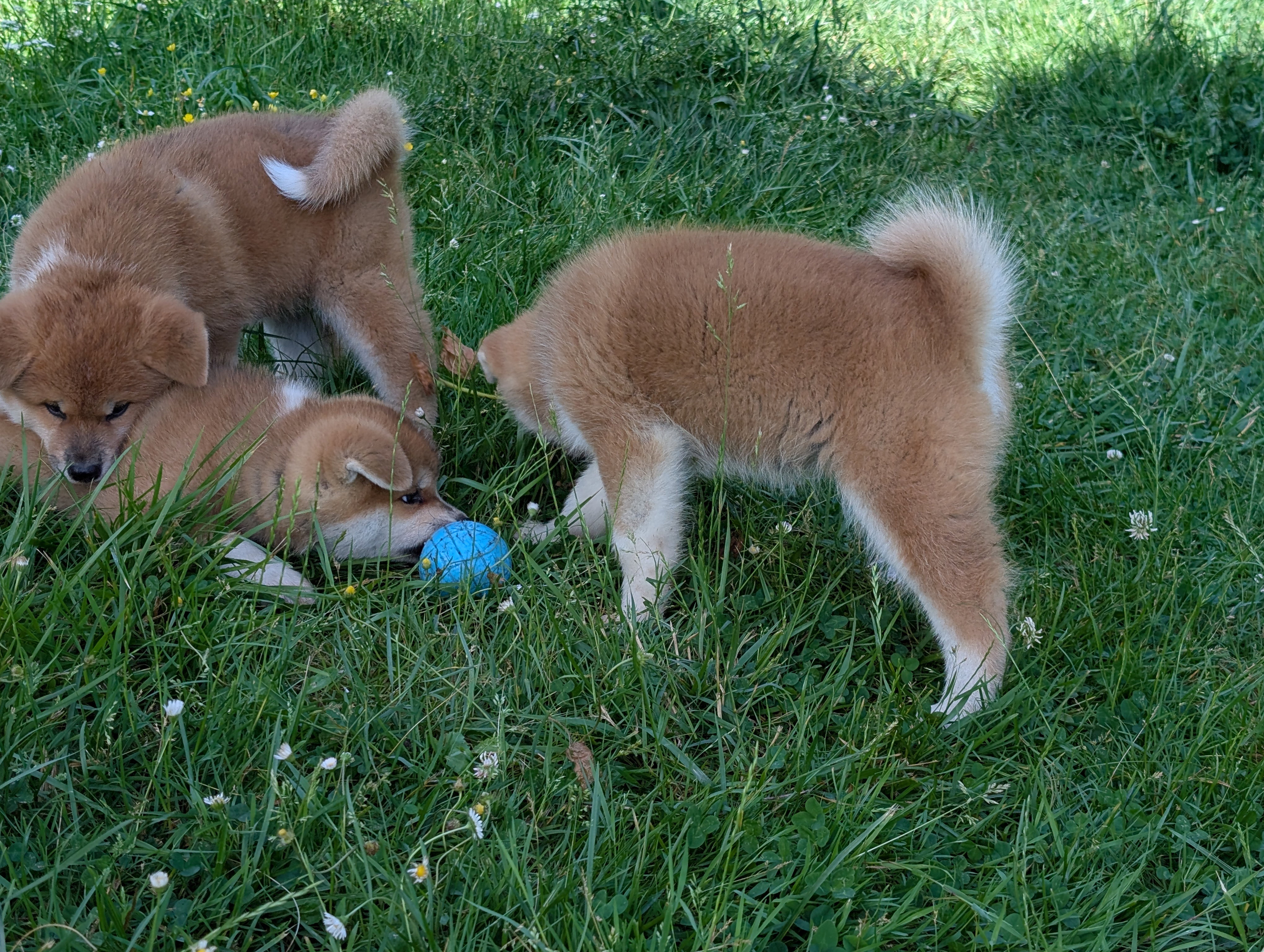 Chiot akita inu roux qui joue dans l'herbe