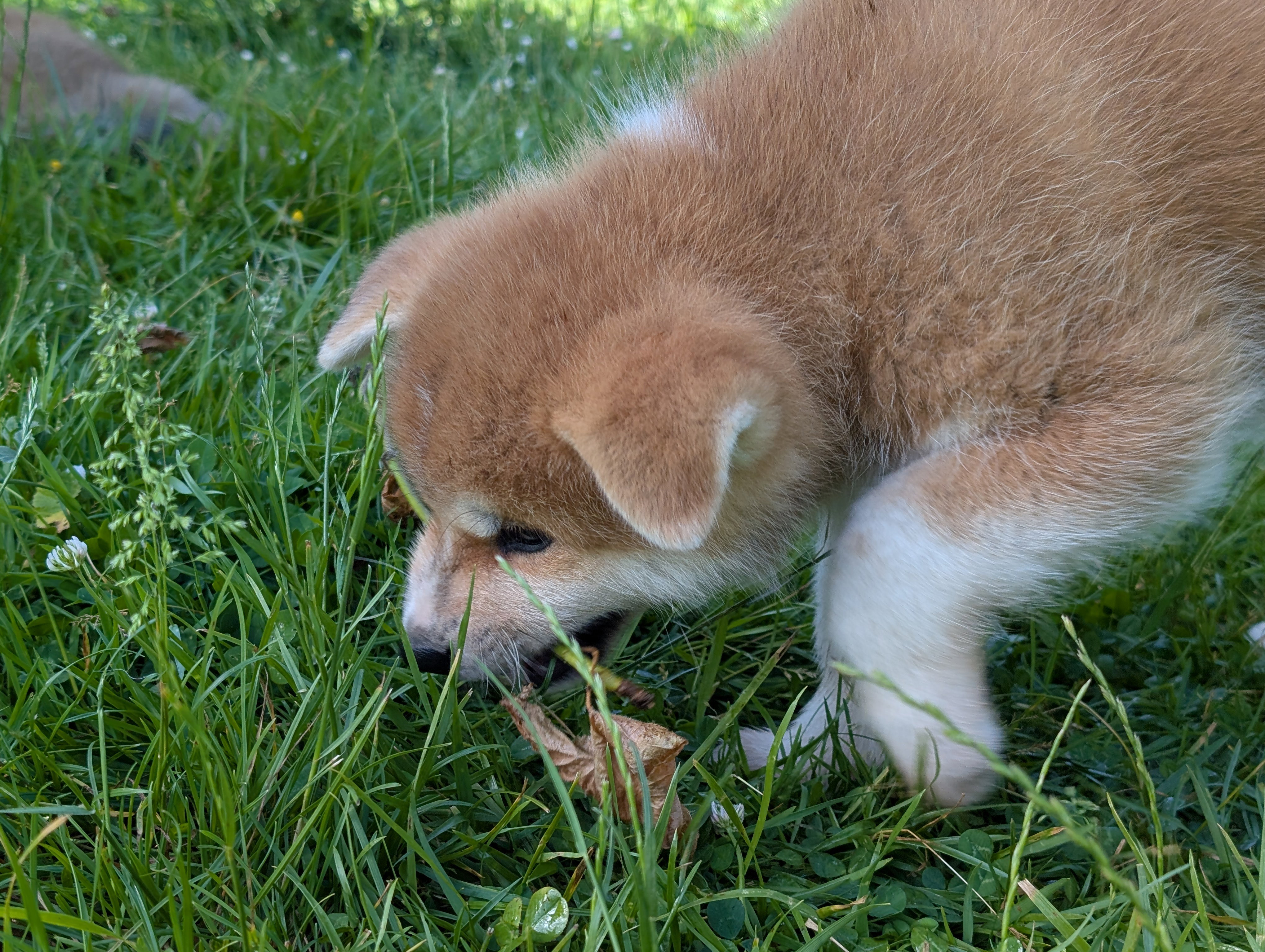 Chiot akita inu roux qui joue dans l'herbe