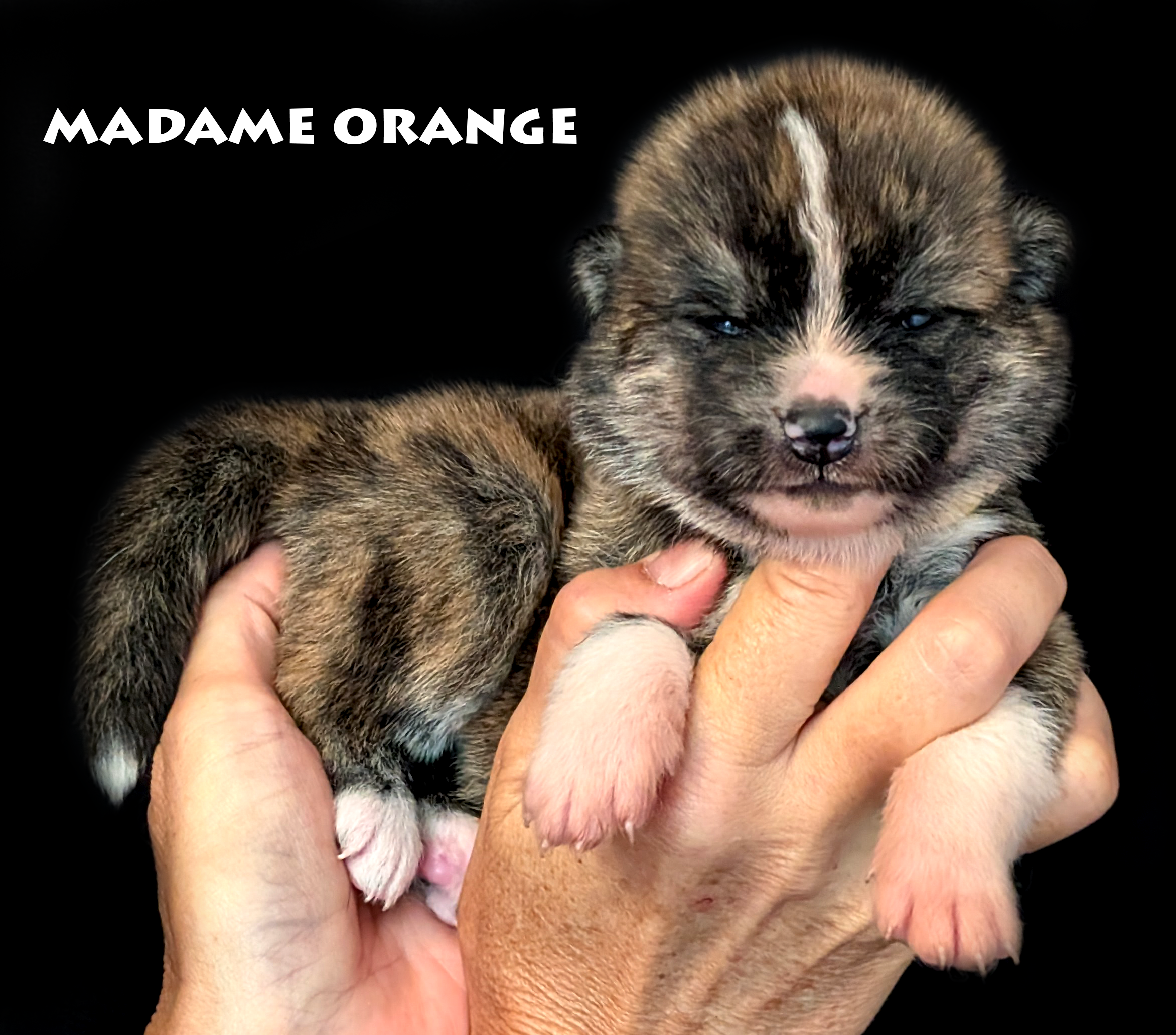 Chiot Akita inu bringé roux femelle par Akita Imperial. Photo studio professionnelle sur fond noir