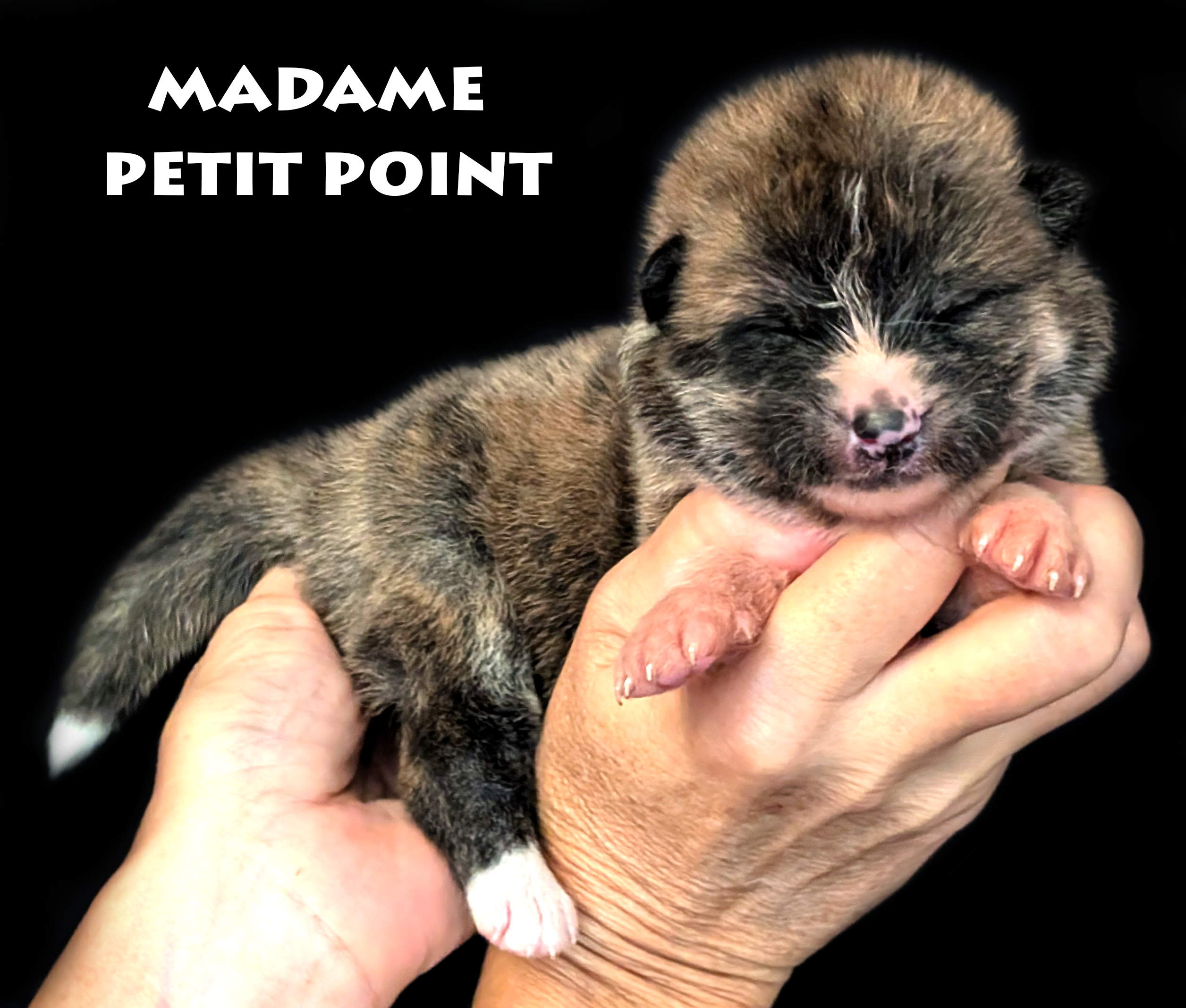 Chiot Akita inu bringé roux femelle par Akita Imperial. Photo studio professionnelle sur fond noir