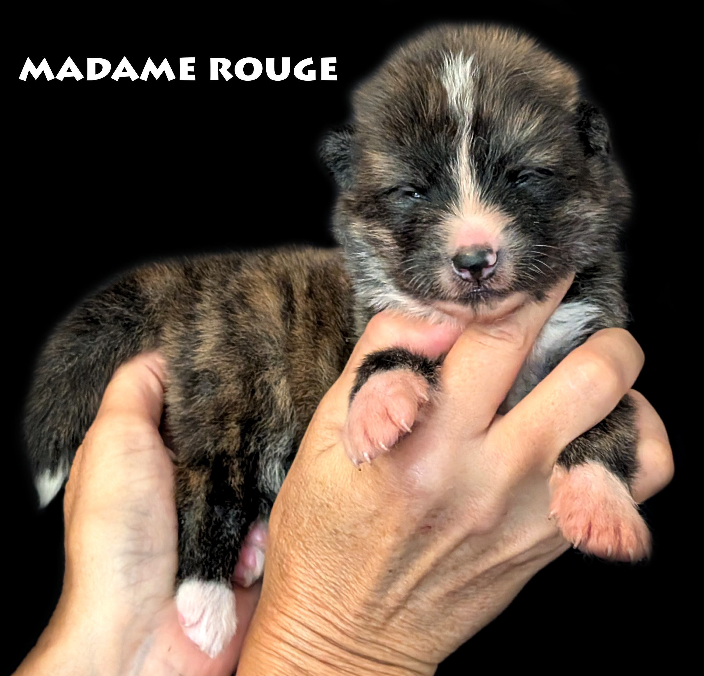 Chiot Akita inu bringé roux femelle par Akita Imperial. Photo studio professionnelle sur fond noir
