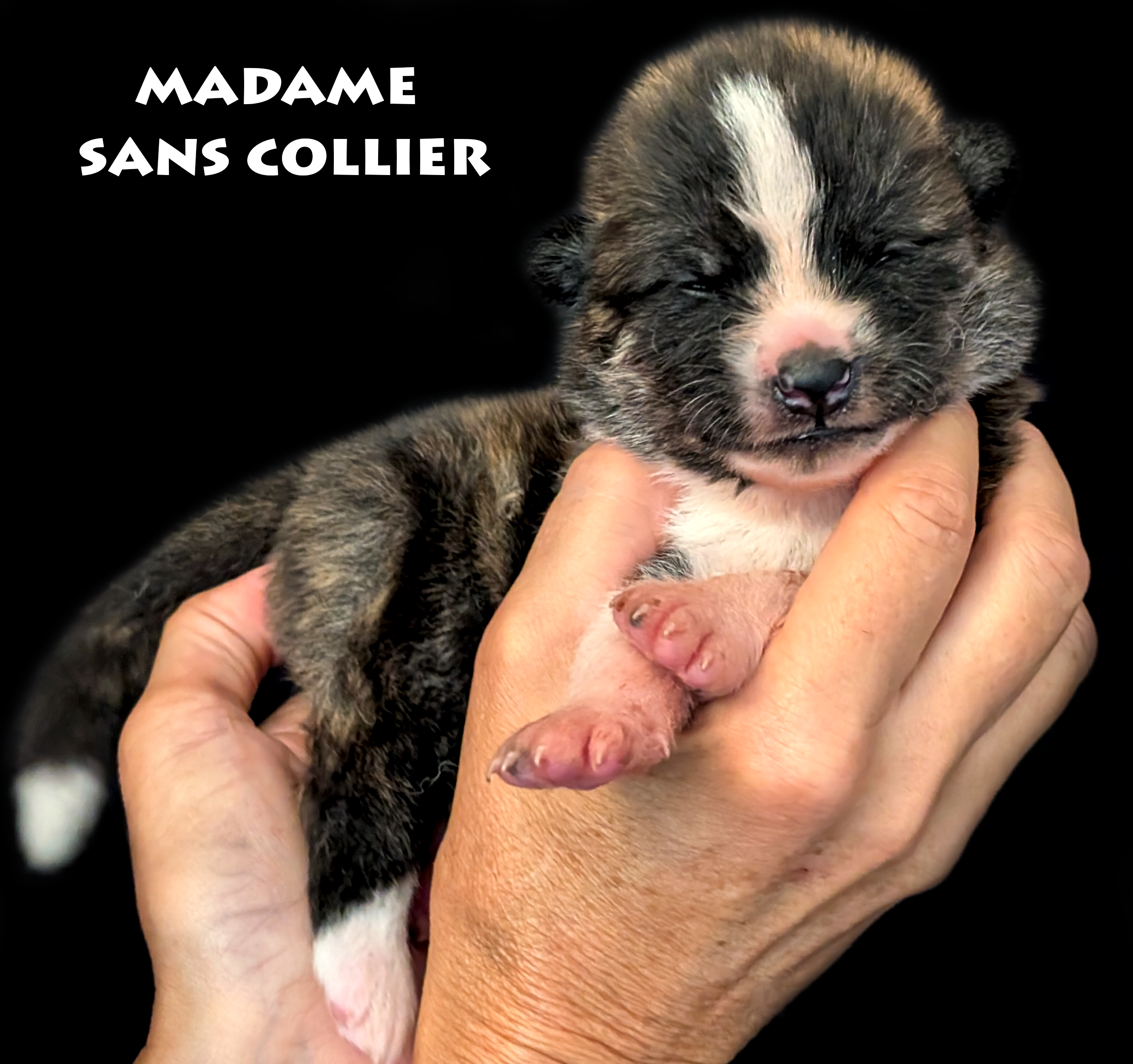 Chiot Akita inu bringé roux femelle par Akita Imperial. Photo studio professionnelle sur fond noir