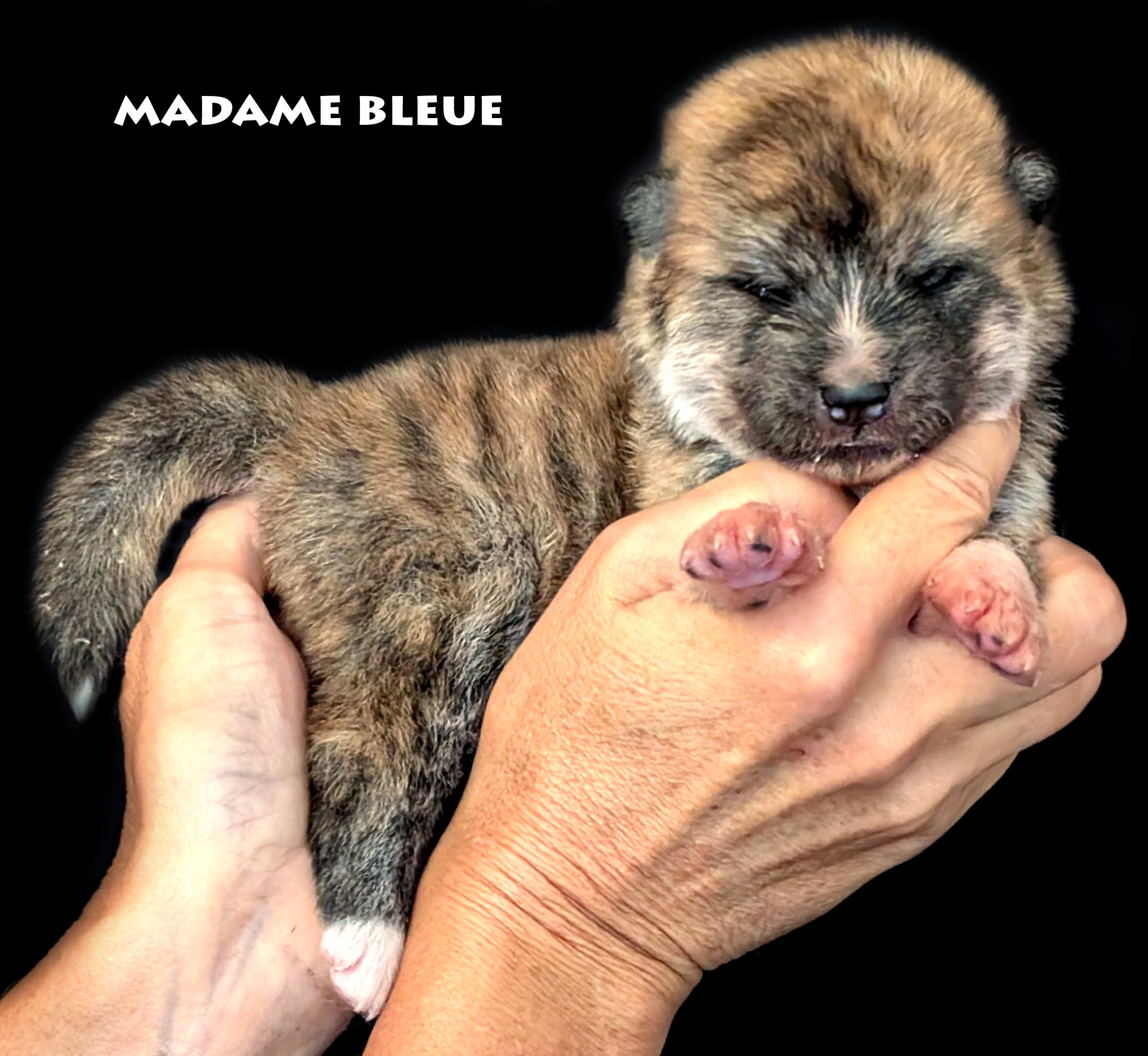 Chiot Akita inu bringé roux femelle par Akita Imperial. Photo studio professionnelle sur fond noir
