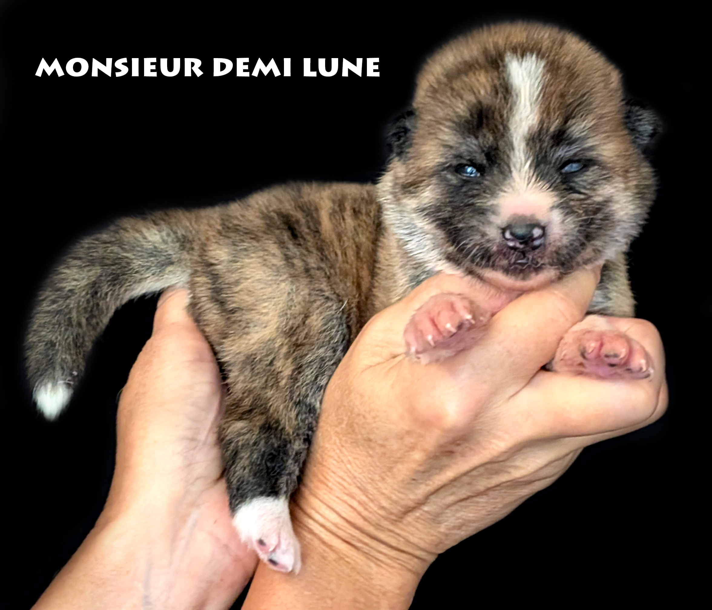 Chiot Akita inu bringé roux mâle par Akita Imperial. Photo studio professionnelle sur fond noir