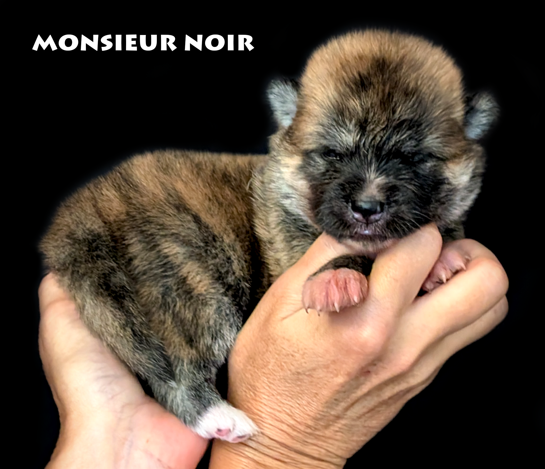 Chiot Akita inu bringé roux mâle par Akita Imperial. Photo studio professionnelle sur fond noir