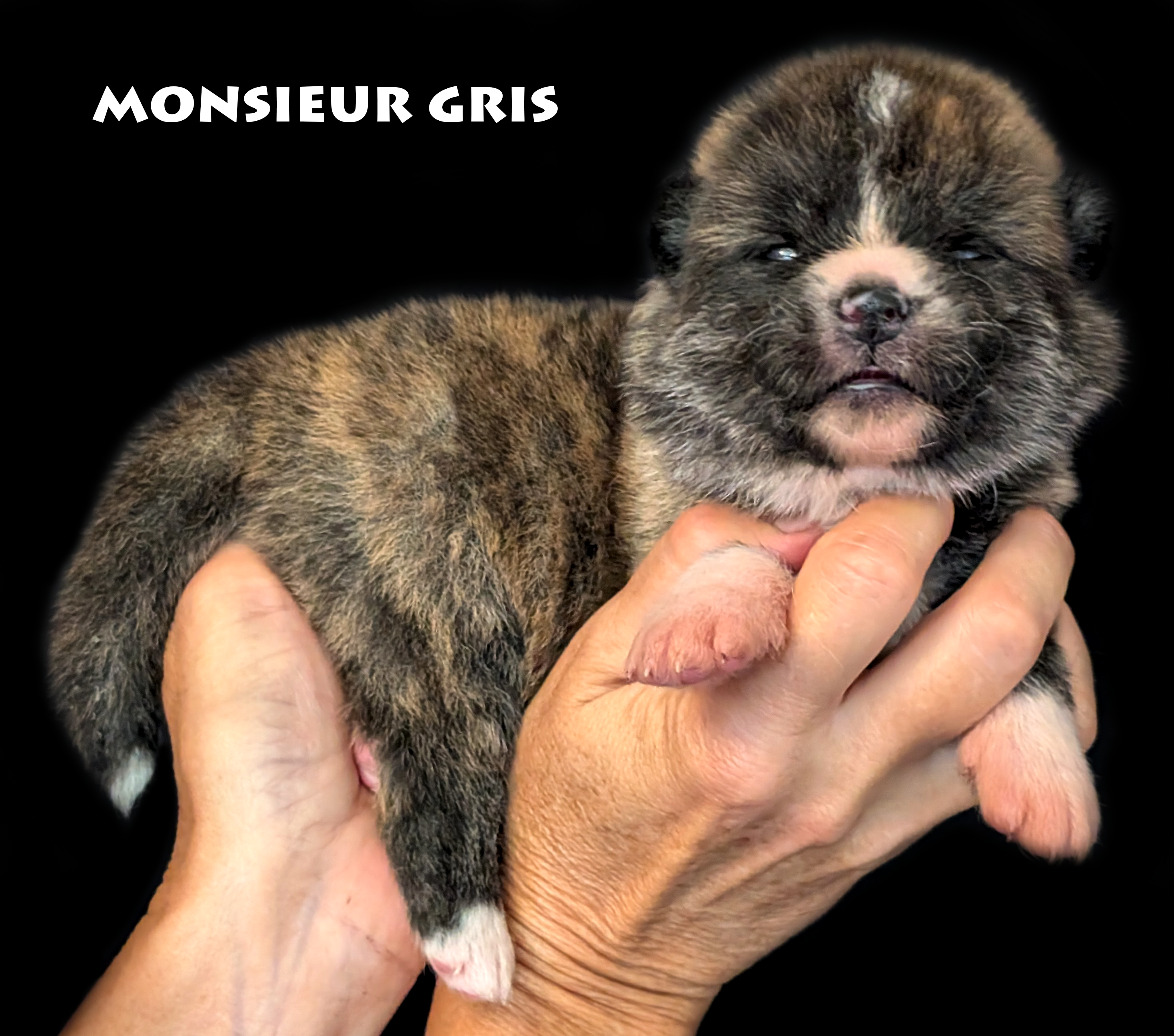 Chiot Akita inu bringé roux mâle par Akita Imperial. Photo studio professionnelle sur fond noir
