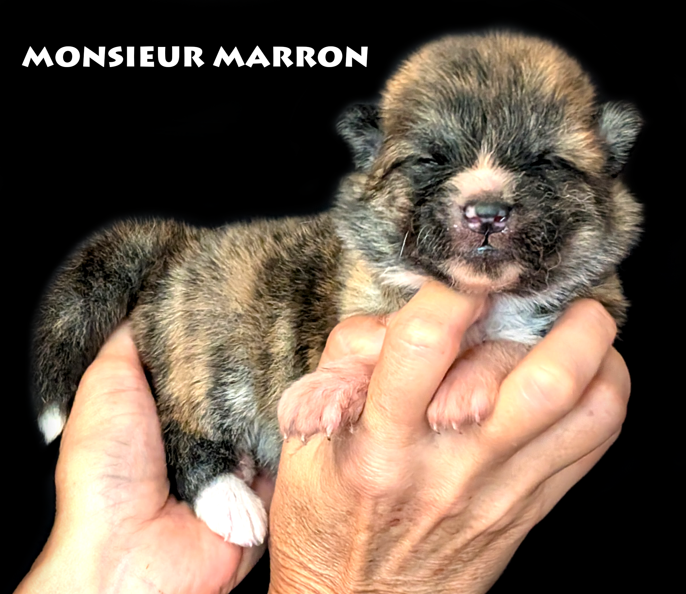 Chiot Akita inu bringé roux mâle par Akita Imperial. Photo studio professionnelle sur fond noir