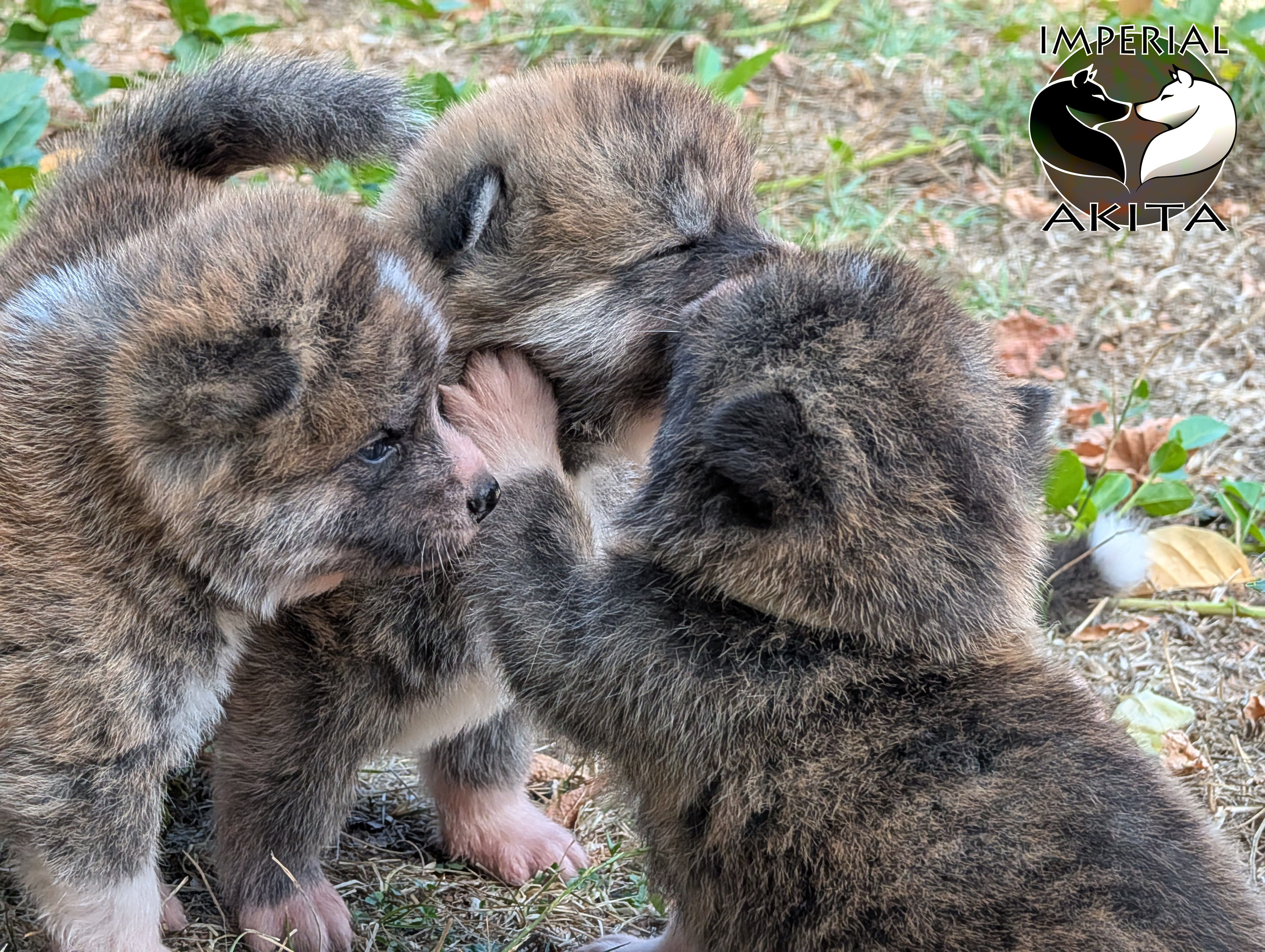 Chiots akita inu au naturel, photo en extérieur par Akita Imperial