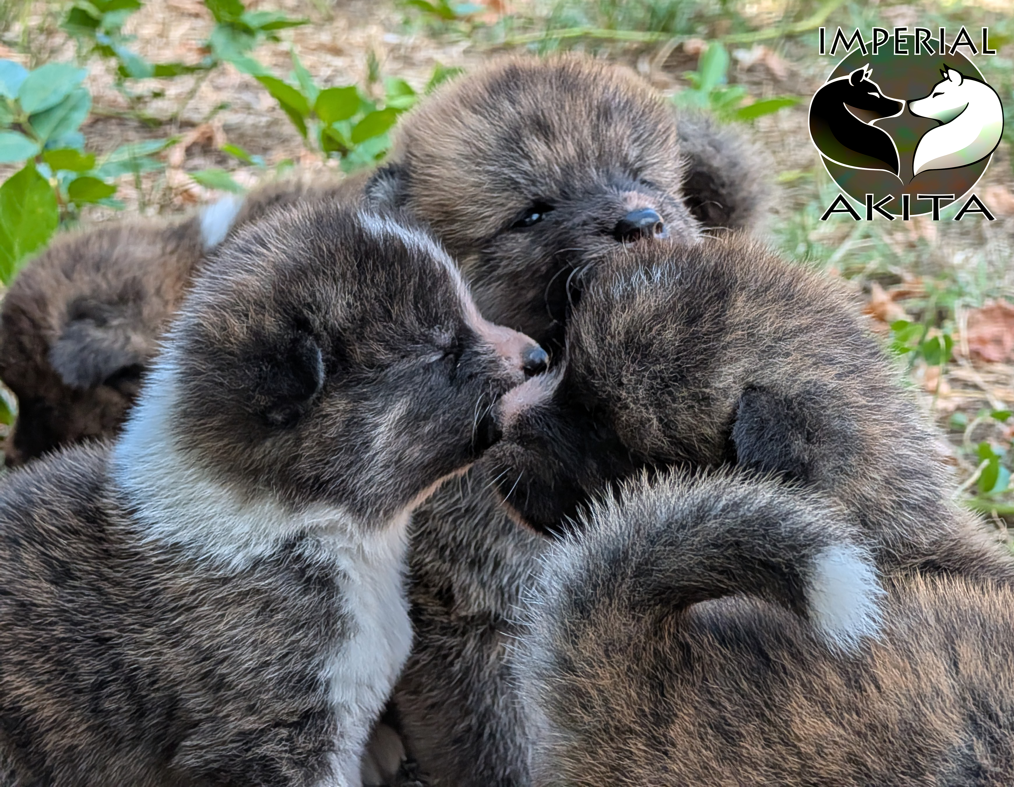 Chiots akita inu au naturel, photo en extérieur par Akita Imperial