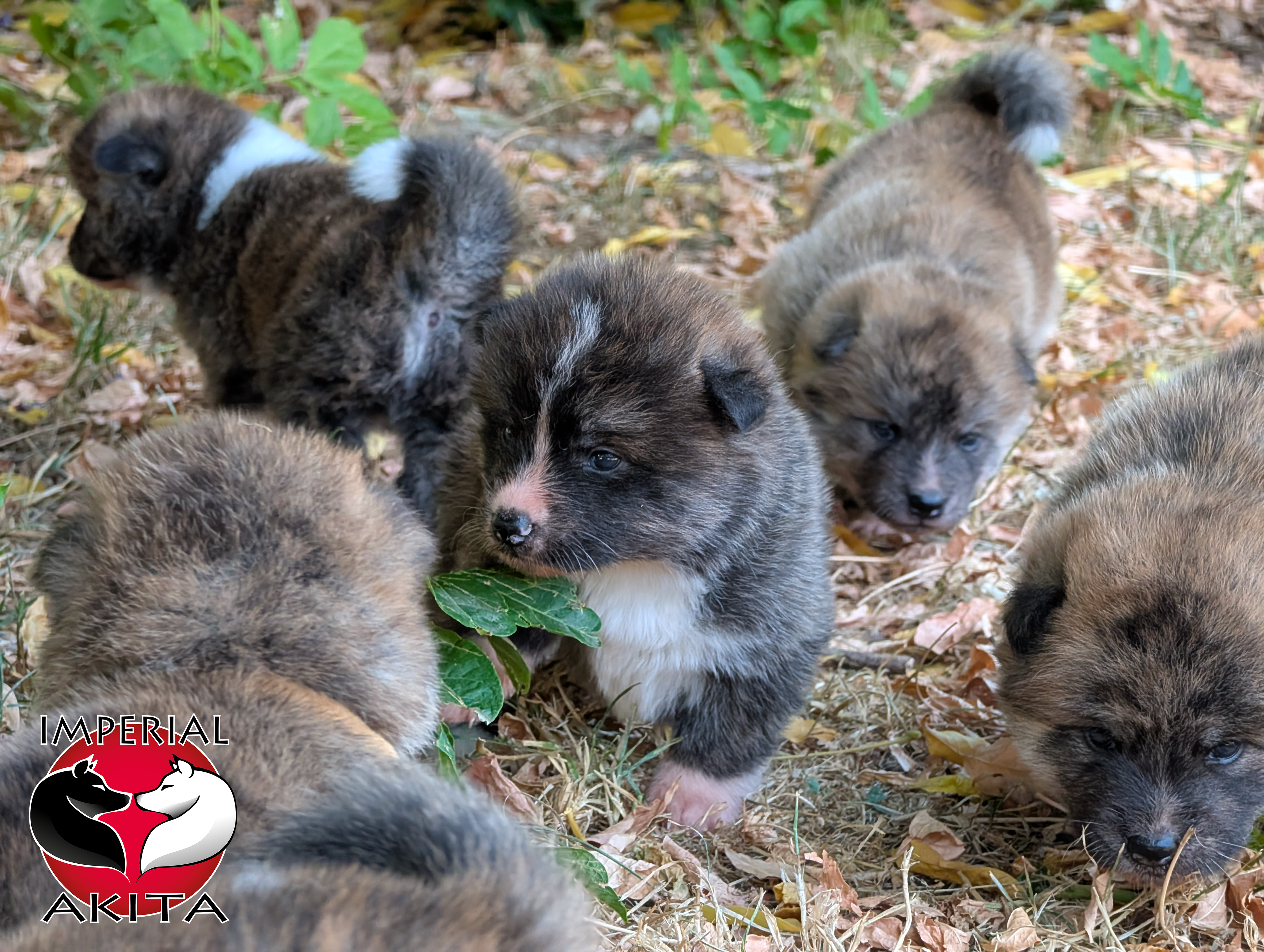 Chiots akita inu au naturel, photo en extérieur par Akita Imperial
