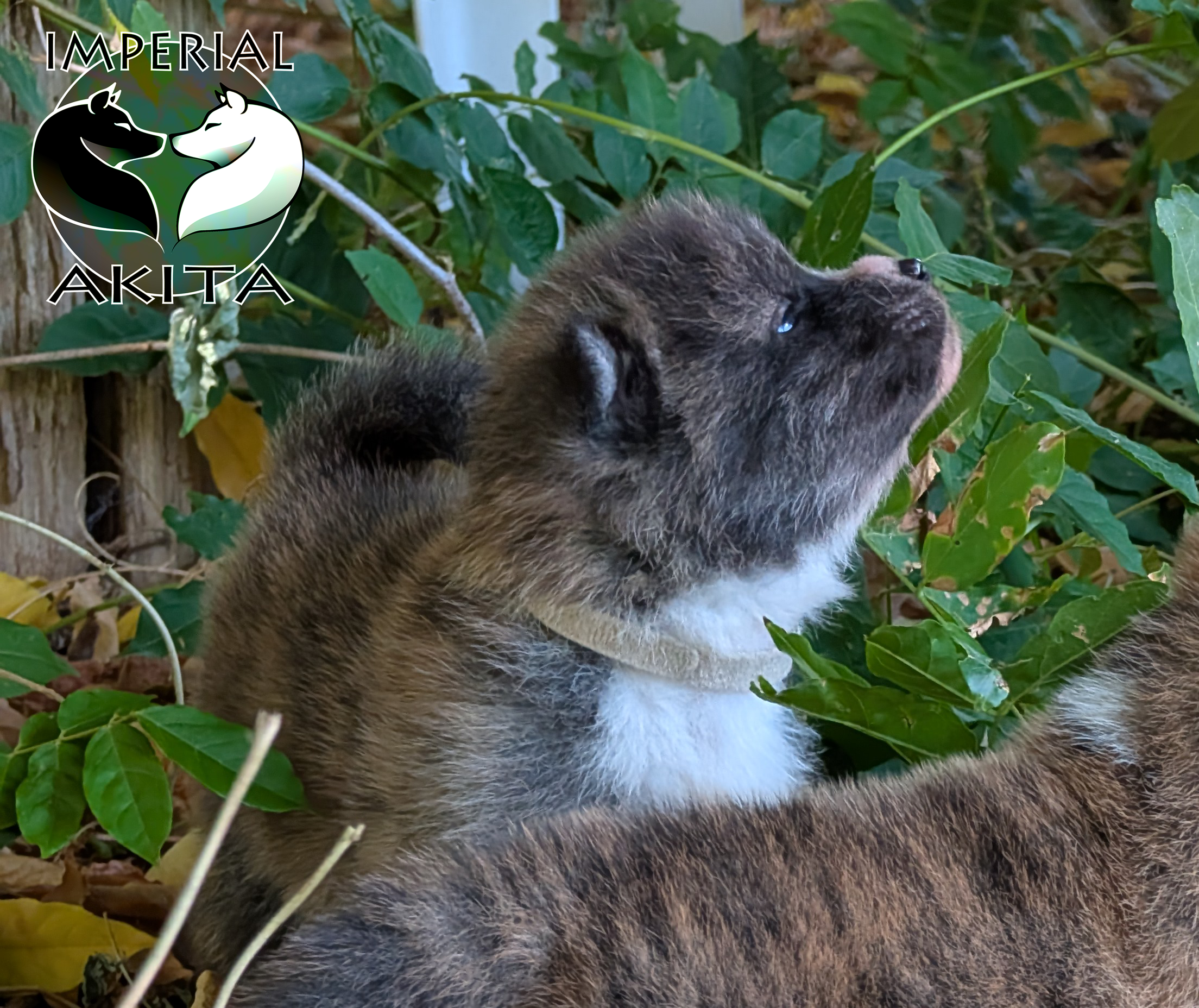 Chiots akita inu au naturel, photo en extérieur par Akita Imperial