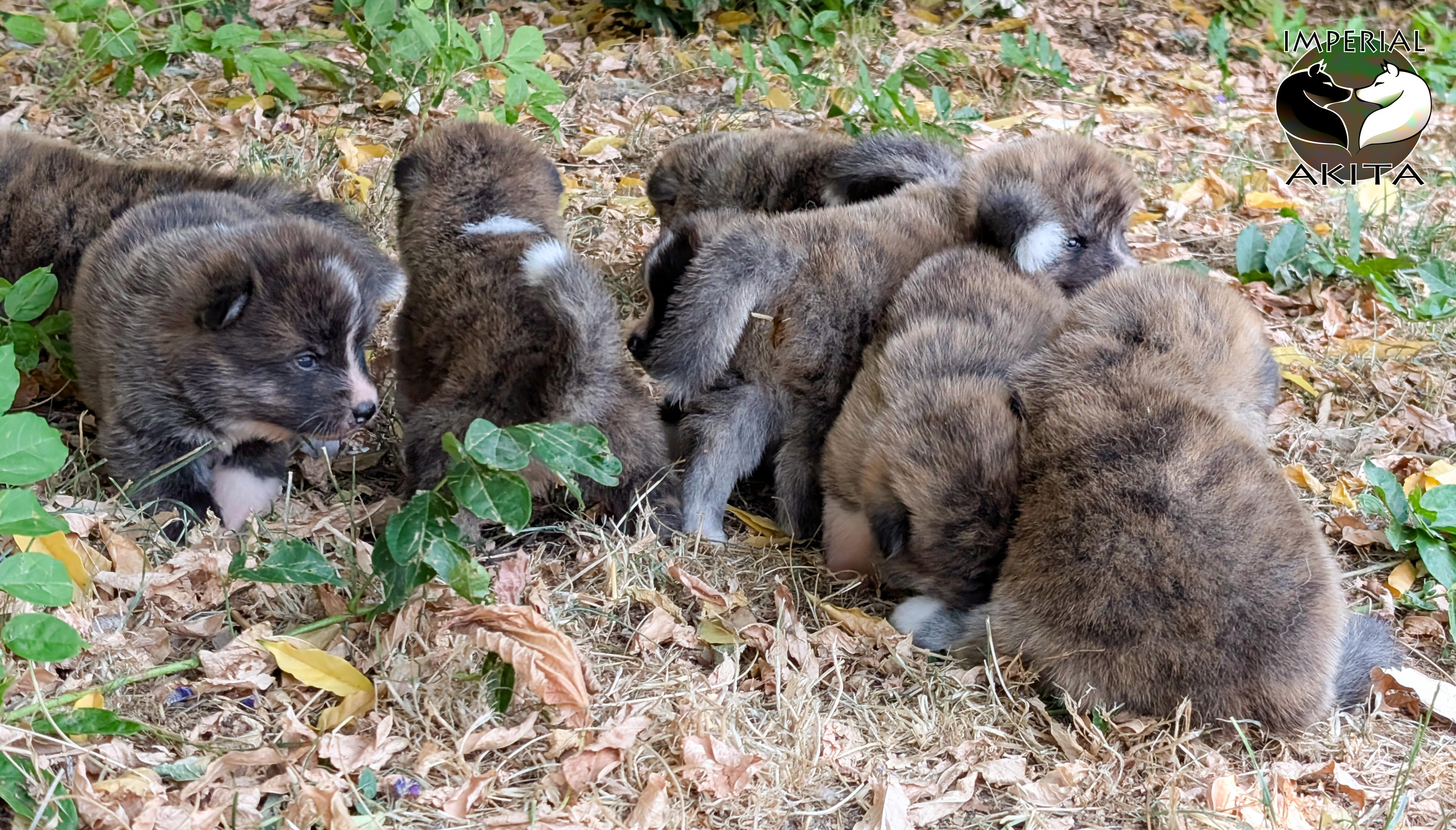 Chiots akita inu au naturel, photo en extérieur par Akita Imperial